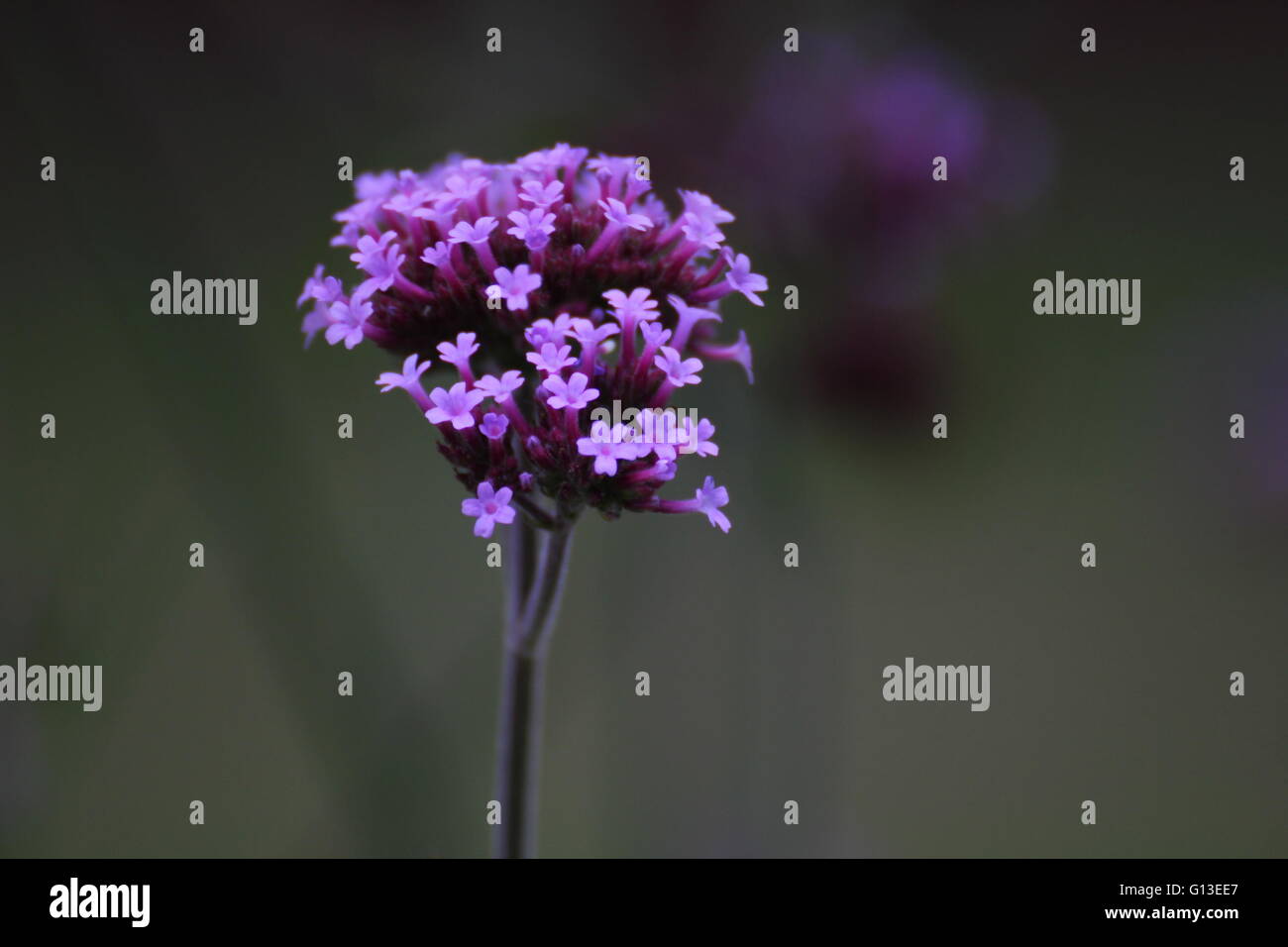 Purpletop verveine (Verbena bonariensis) fleurs. Banque D'Images
