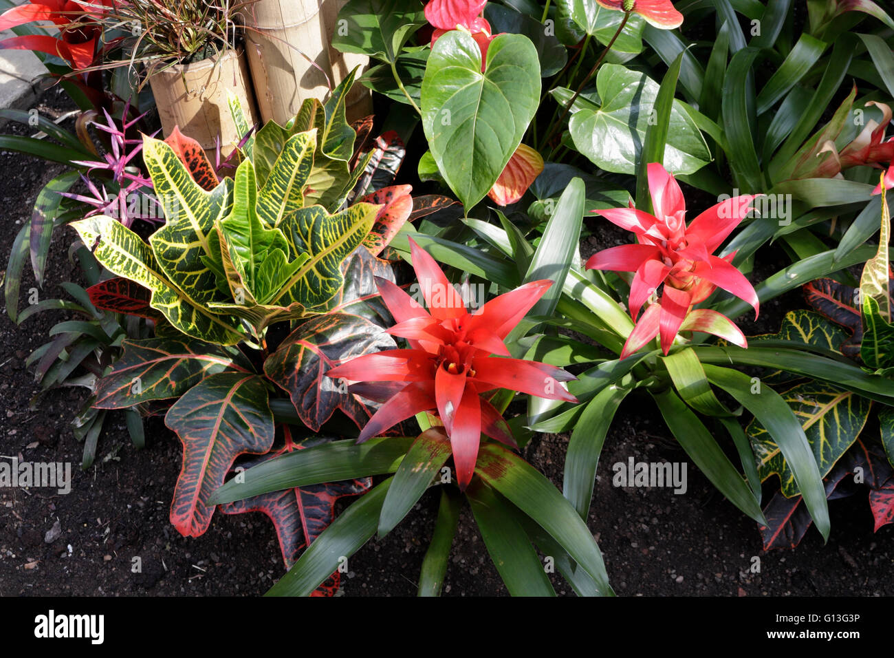 En serre de plantes broméliacées Banque D'Images