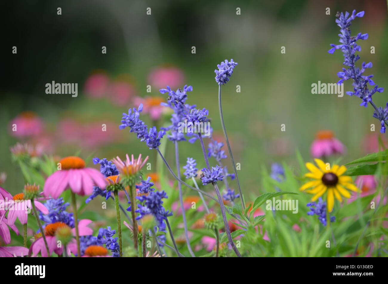 Échinacée pourpre de l'Est ((Echinacea purpurea) et fleurs bleu farineuse Sauge (Salvia farinacea) avec Black Eyed Susan Banque D'Images
