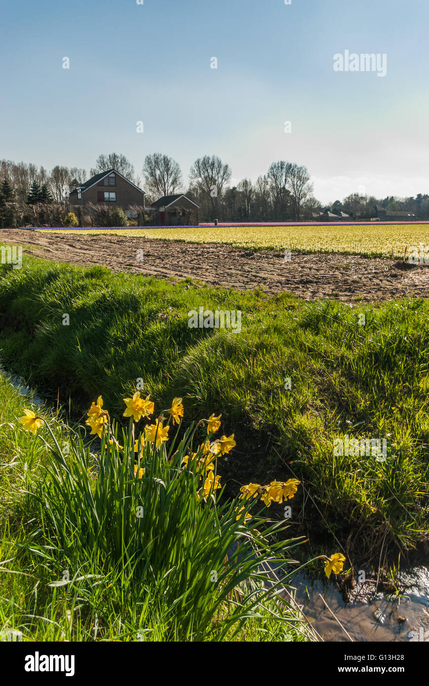 Printemps dans la région des bulbes - certains échappé jonquilles donnent sur le champs de jacinthes dans la distance. La Hollande, les Pays-Bas Banque D'Images