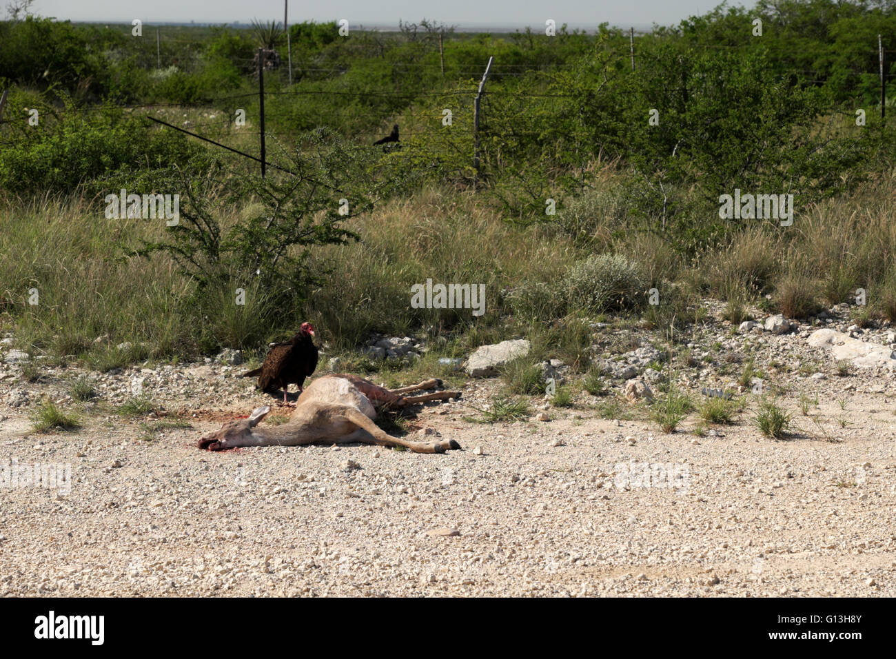 Un urubu se tient sur la carcasse d'un cerf de Virginie, de récentes road kill, dans le lac Amistad Recreation Area. Banque D'Images