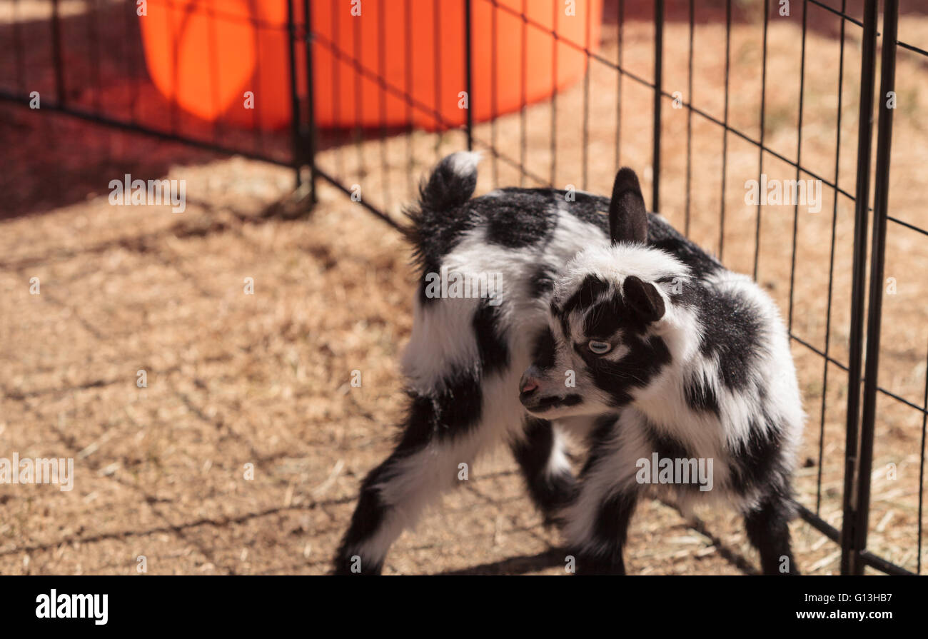 Nigérian bébé noir et blanc chèvres naines avec des yeux bleus d'une petite ferme. Banque D'Images