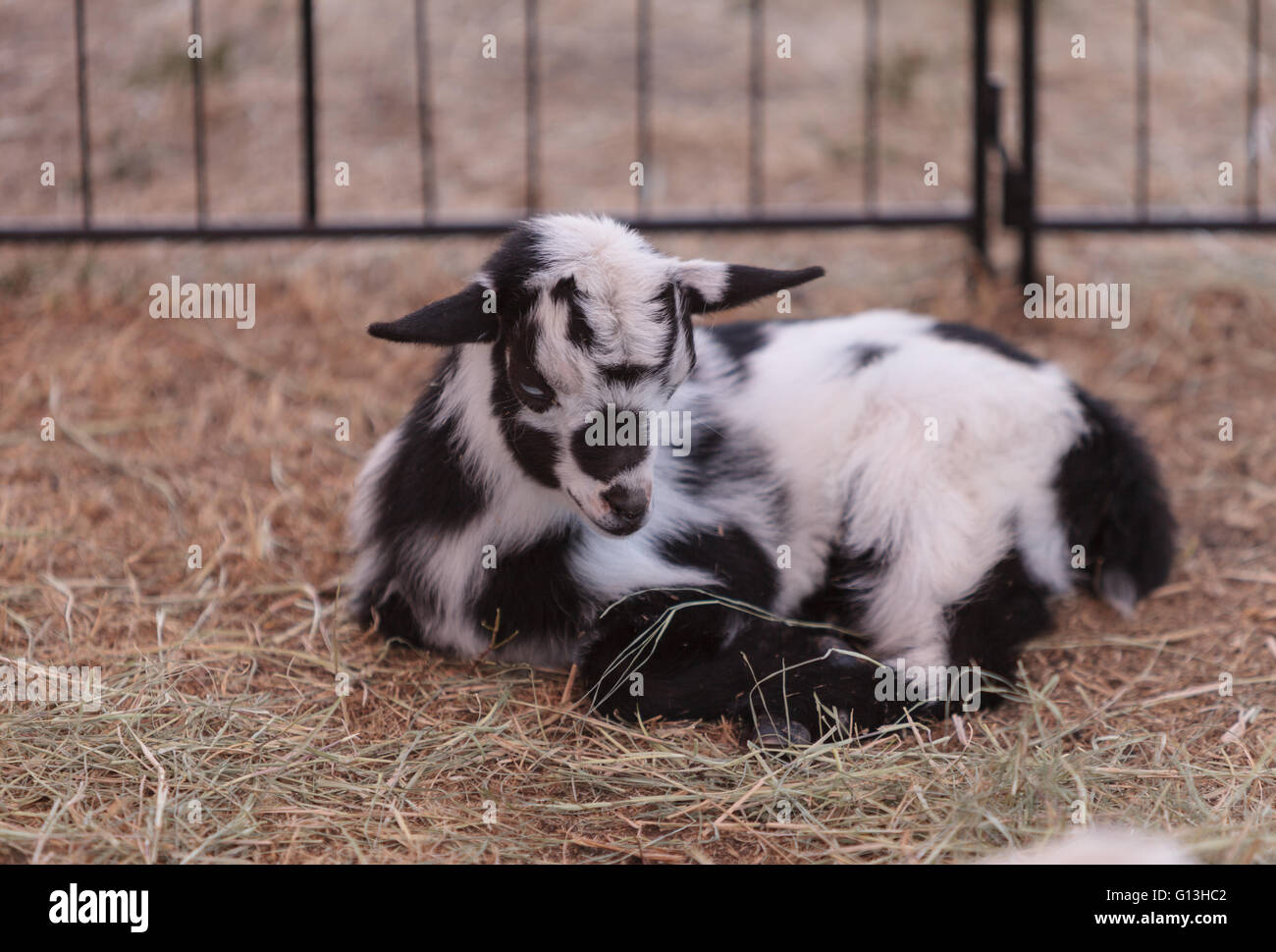 Nigérian bébé noir et blanc chèvres naines avec des yeux bleus d'une petite ferme. Banque D'Images