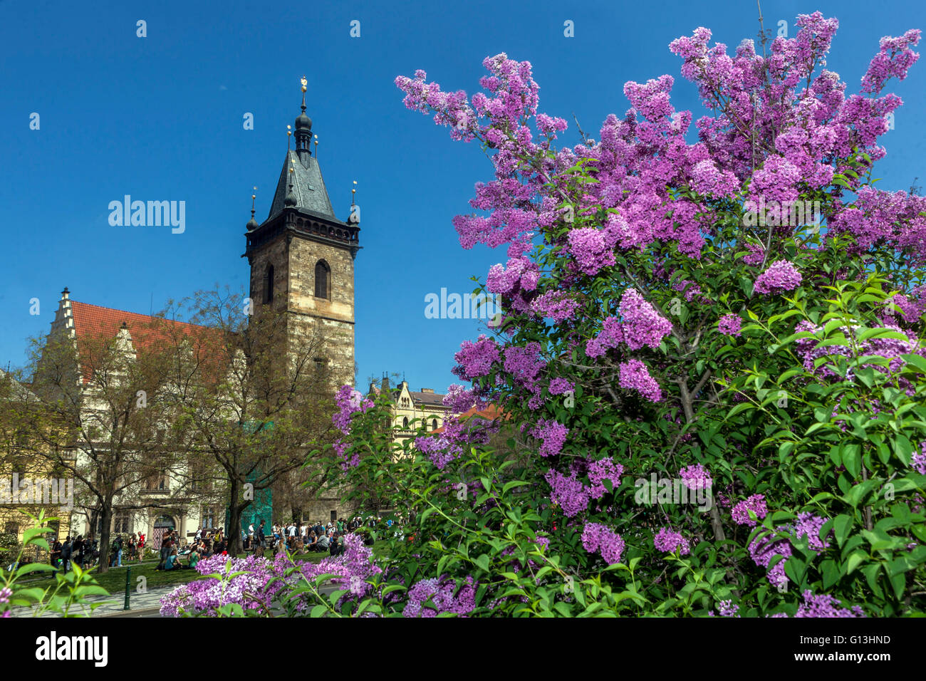 Lilas en fleurs sur la place Charles, Prague, République Tchèque Banque D'Images