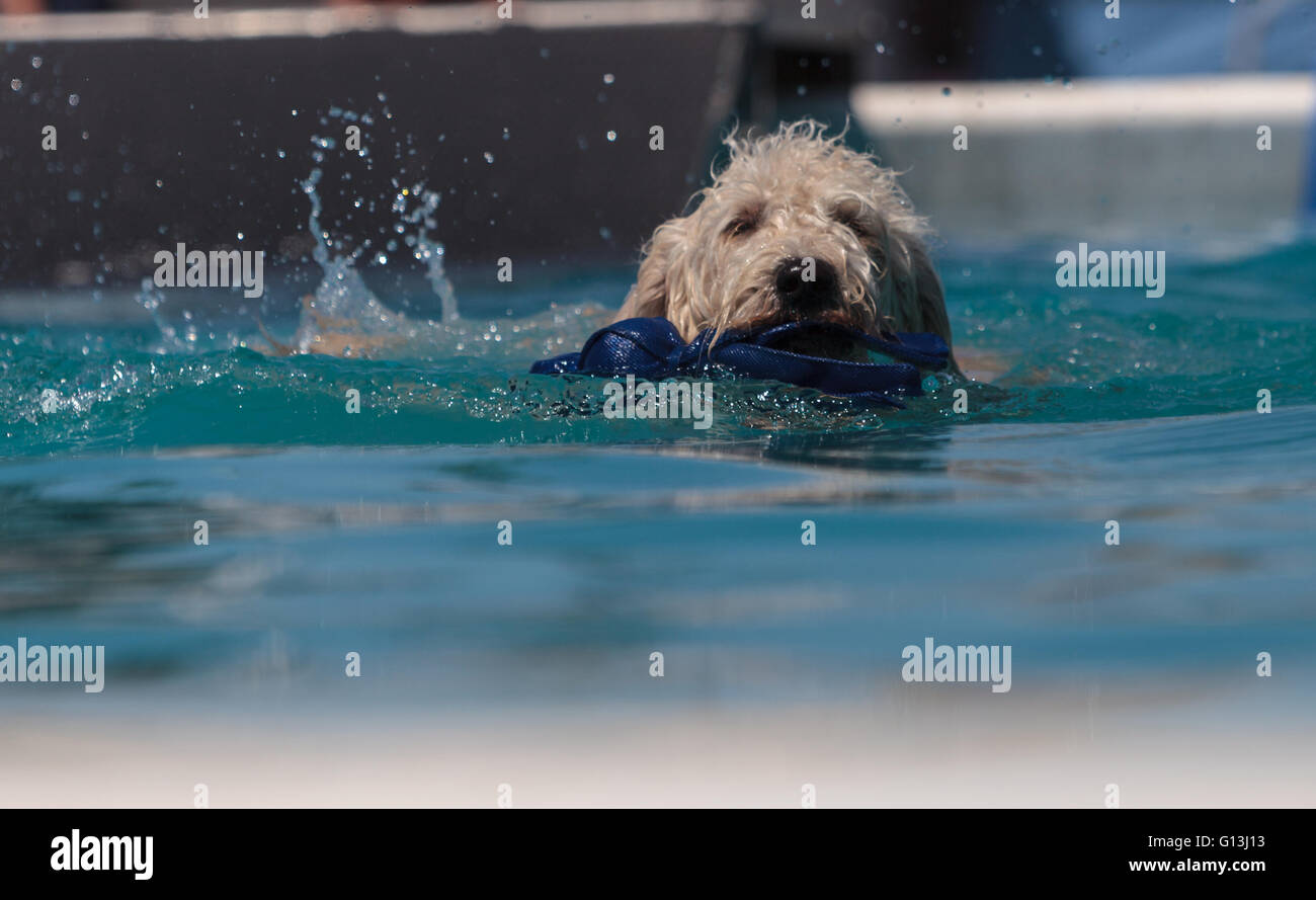 Chien Golden doodle nage avec un jouet dans une piscine en été. Banque D'Images