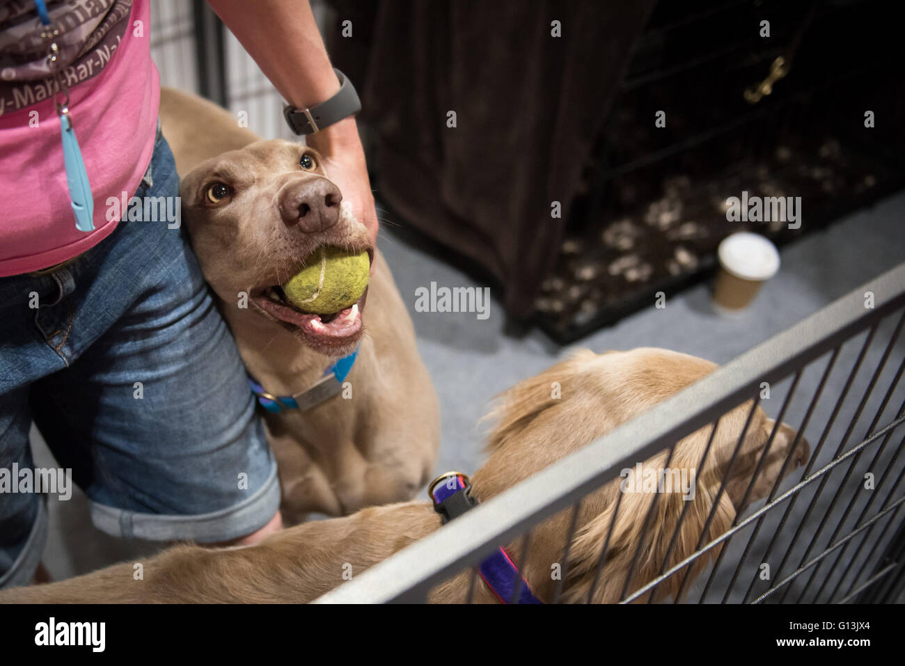 Brown Weimeraner chien à la National Pet Show au centre Excel 7 mai 2016 à Londres, au Royaume-Uni. Banque D'Images