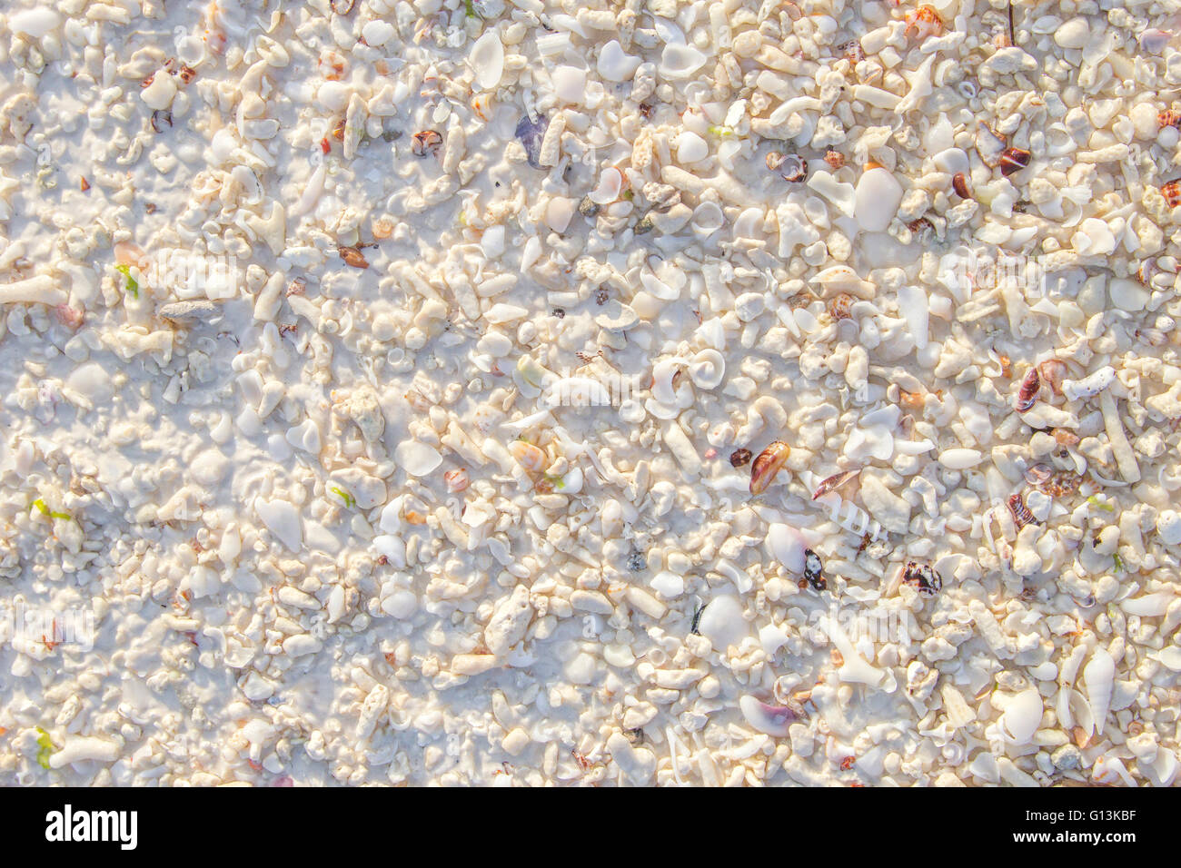 Vue sur arrière-plan d'un coquillage soleil plage tropicale avec sable blanc. Peut être utilisé comme texture Banque D'Images