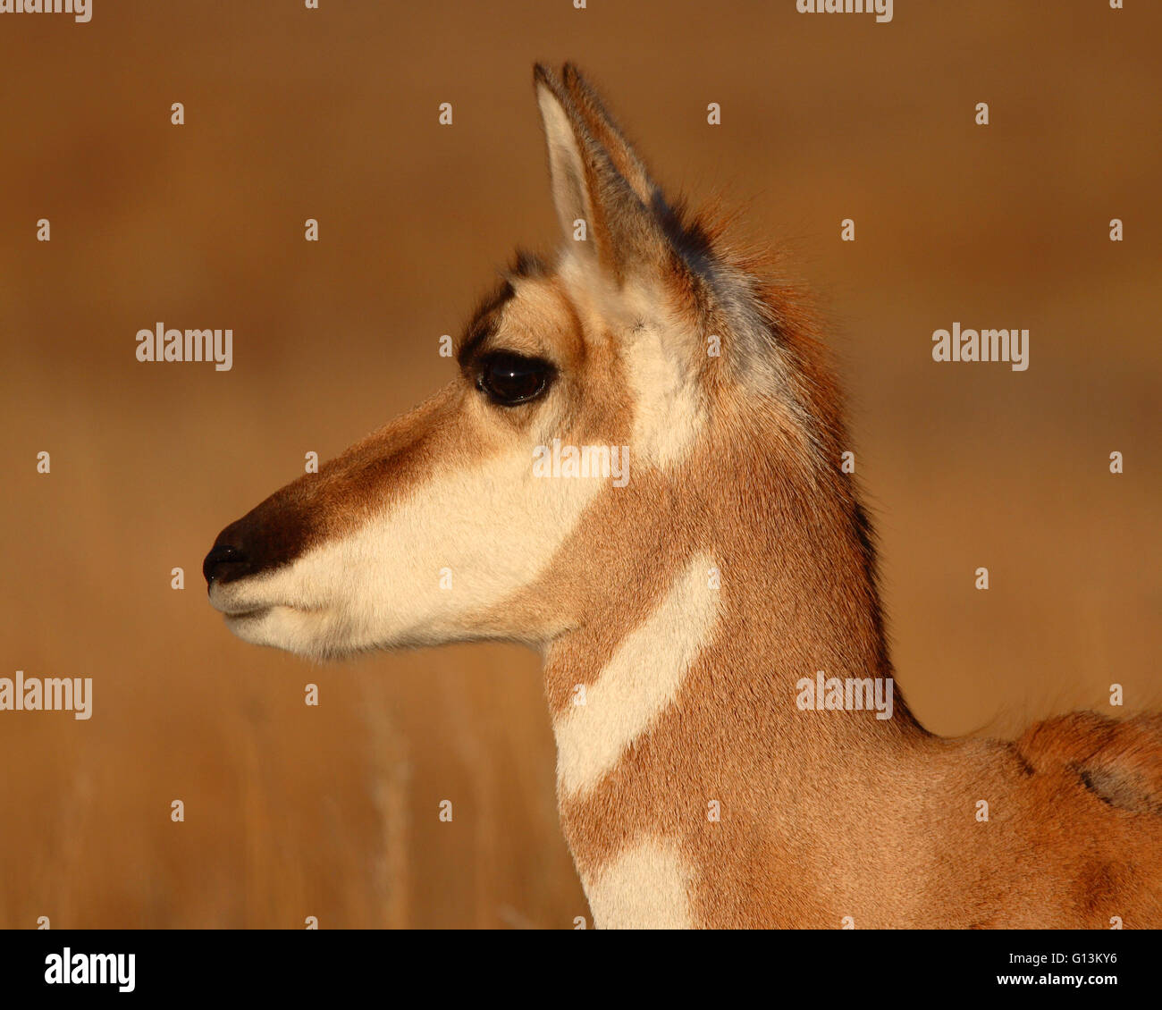 L'antilope à la fin de l'hiver. Banque D'Images