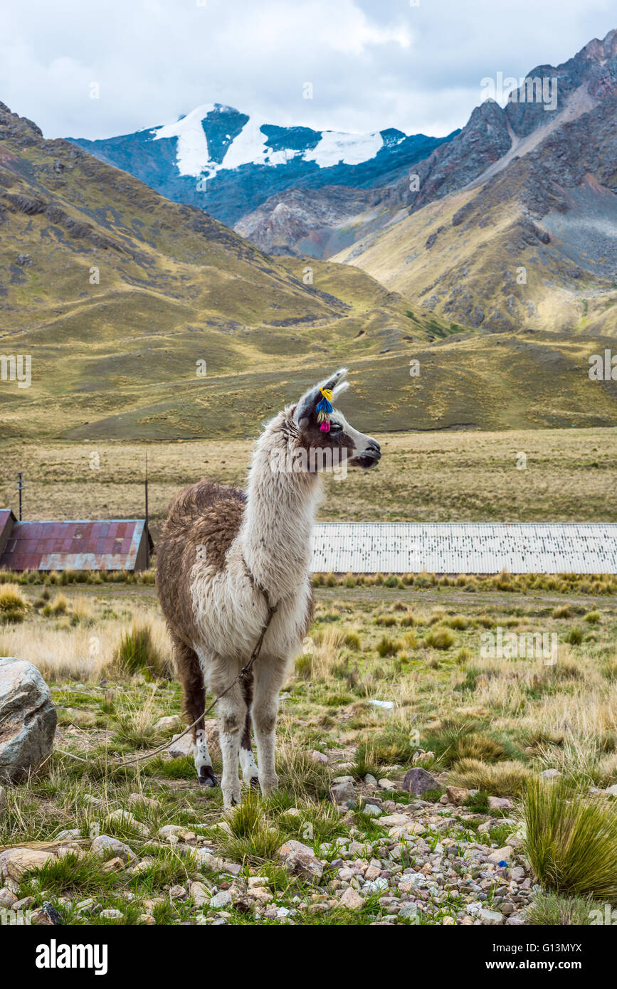 L'alpaga dans le site touristique de la vallée sacrée sur la route de Cuzco, Pérou Banque D'Images