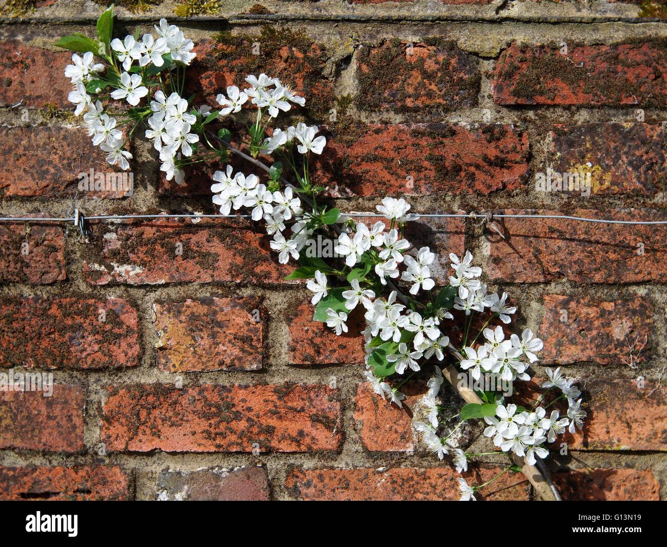 White clematis fleurs escalade un mur de brique rouge Banque D'Images