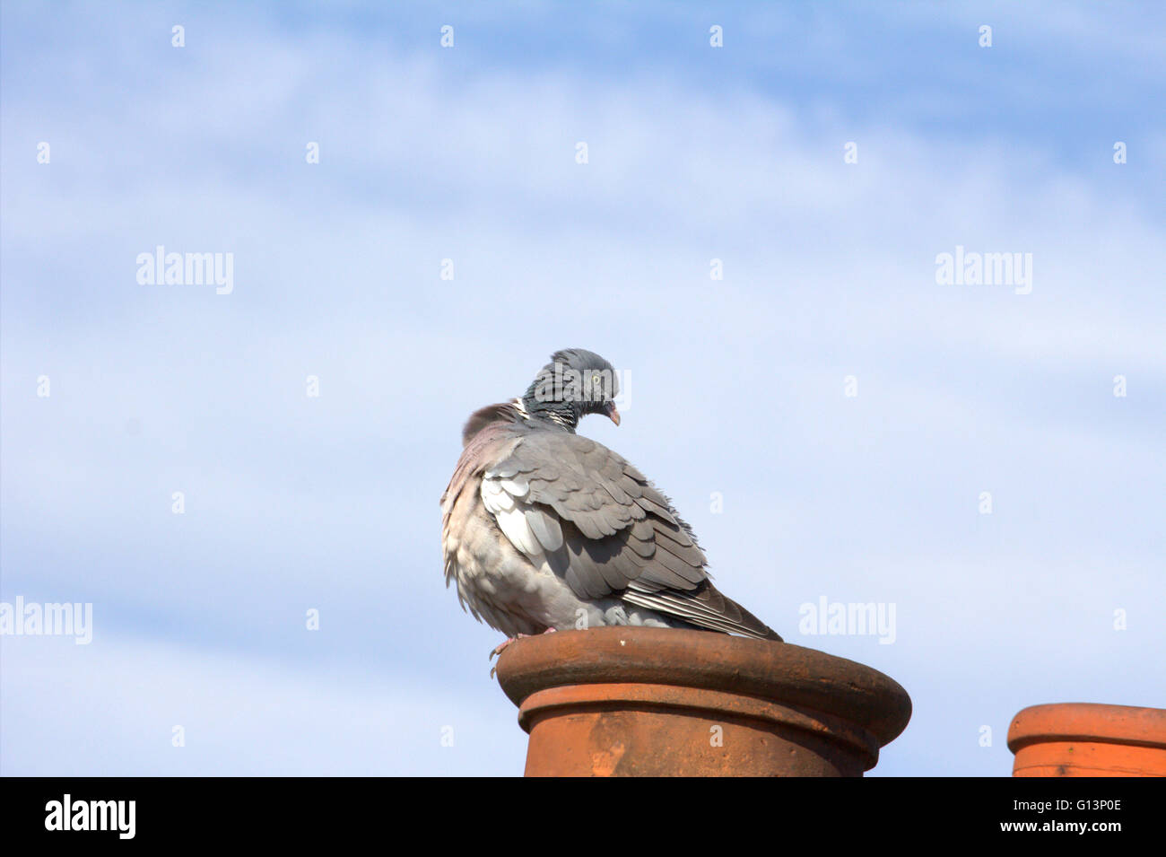 Un pigeon commune perchée sur un pot de cheminée. Banque D'Images