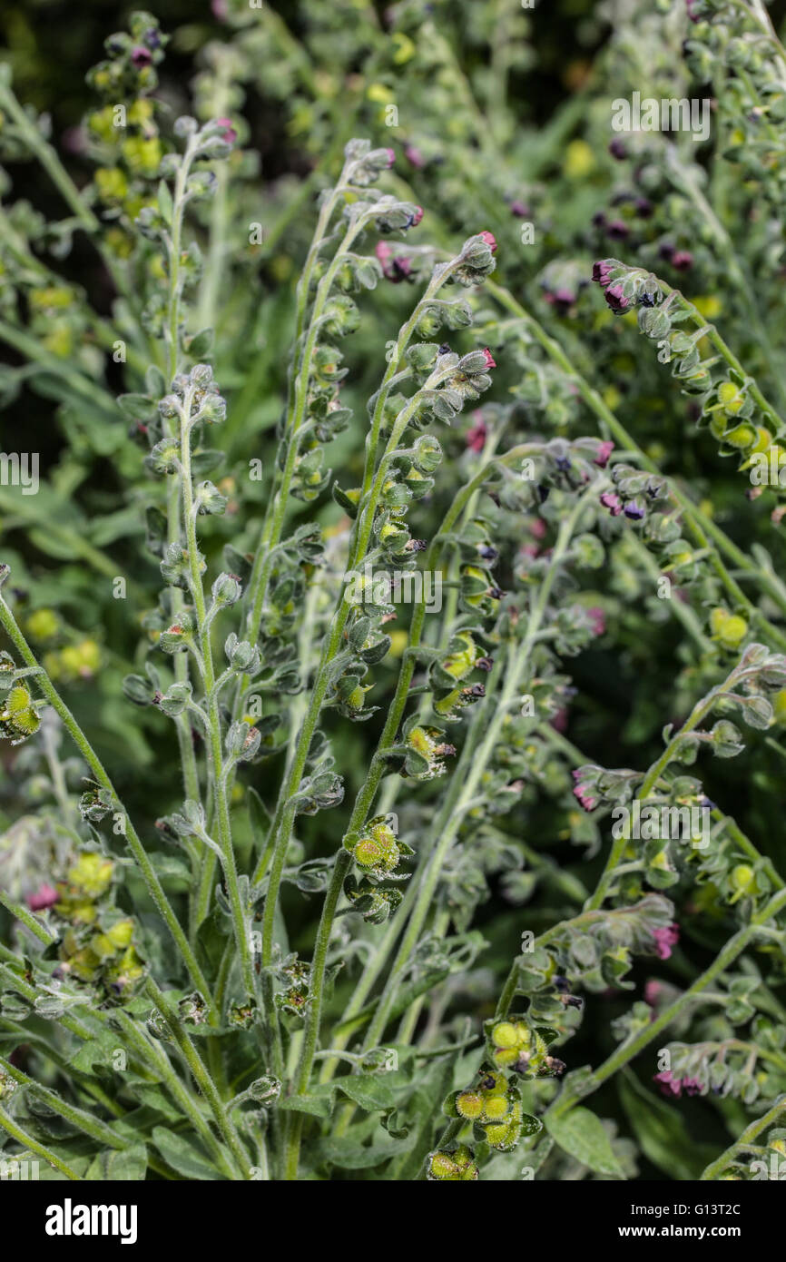 Cynoglossum officinale Banque D'Images