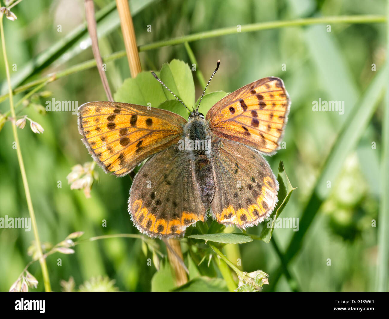 Beau brun papillon sur l'herbe. Lycaena tityrus fuligineux, cuivre. Banque D'Images