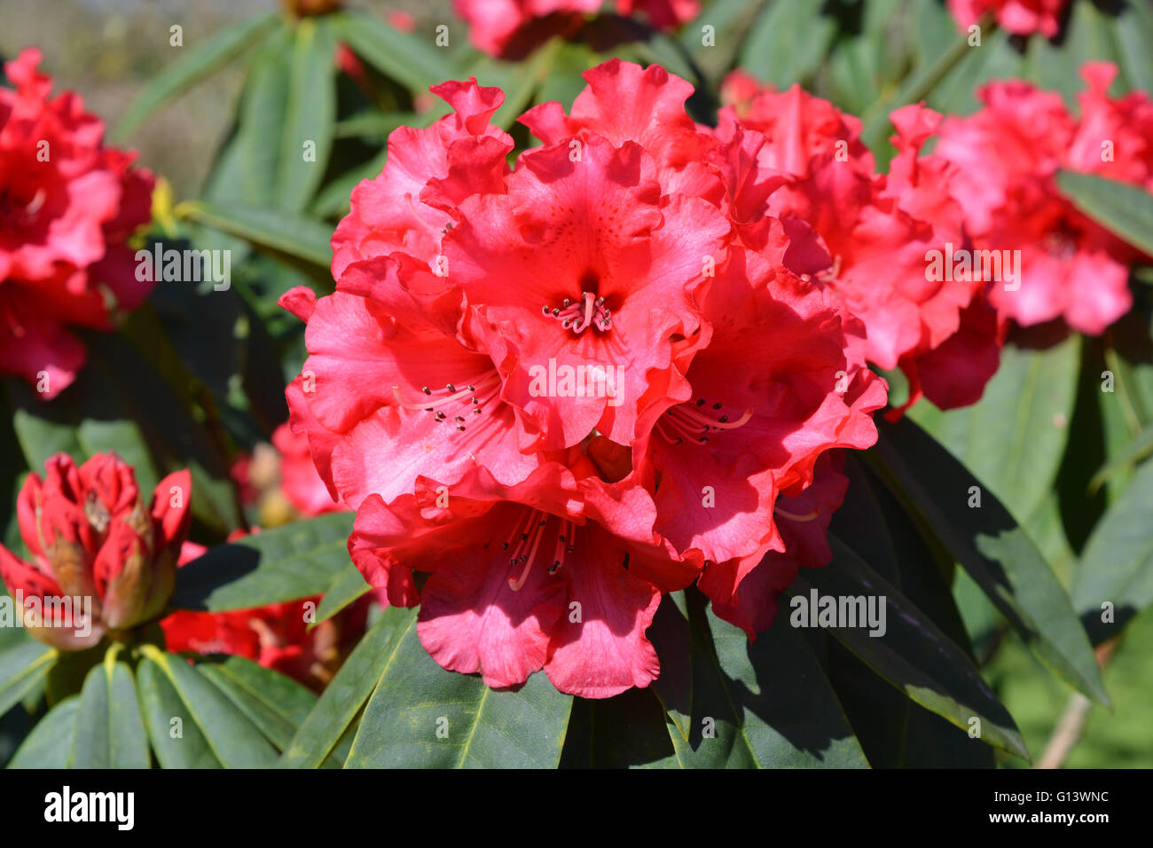 Rhododedron, fleurs et des fleurs sur la plante en mai. Banque D'Images