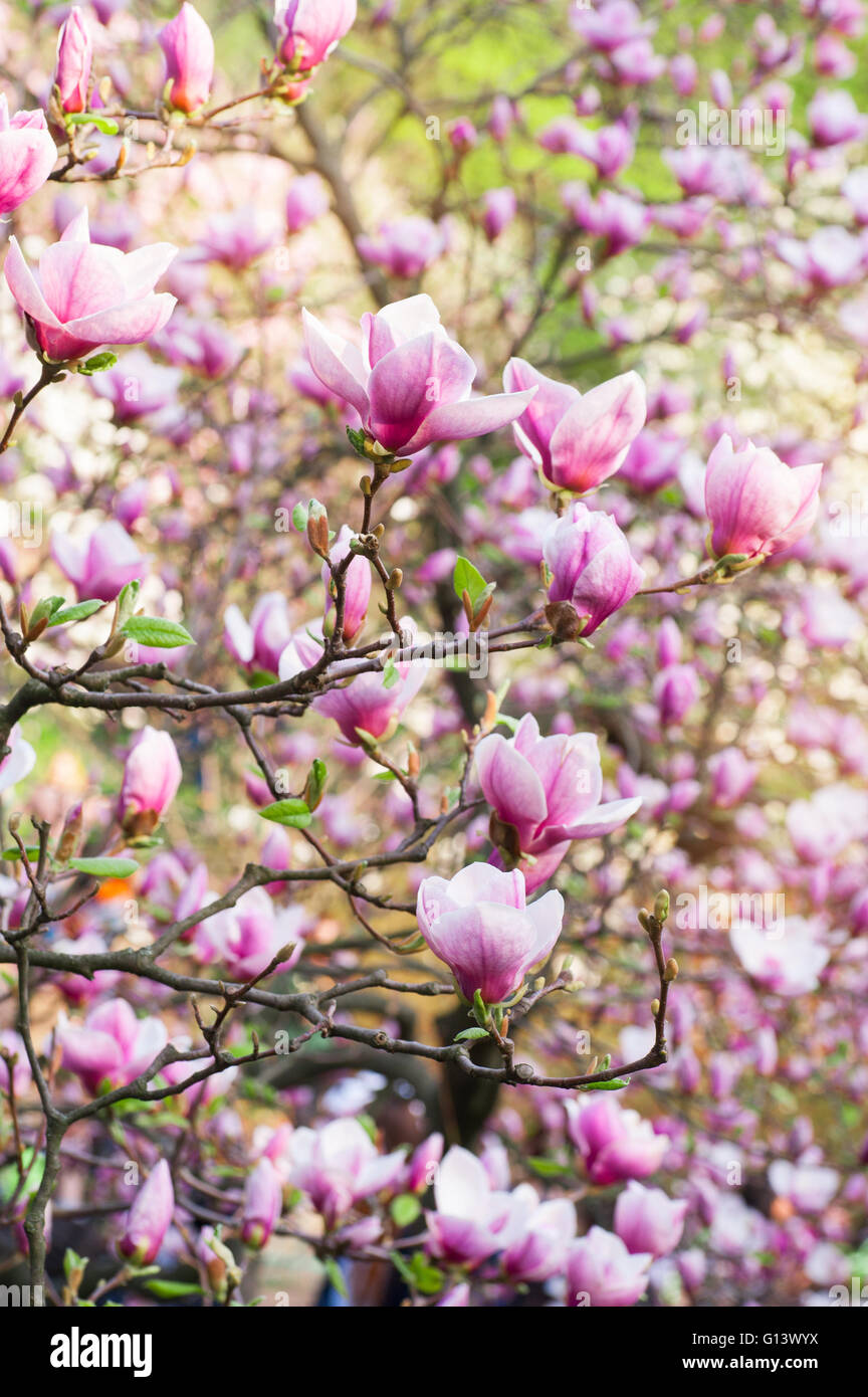 Magnolia en fleurs au printemps jardin aux beaux jours Banque D'Images
