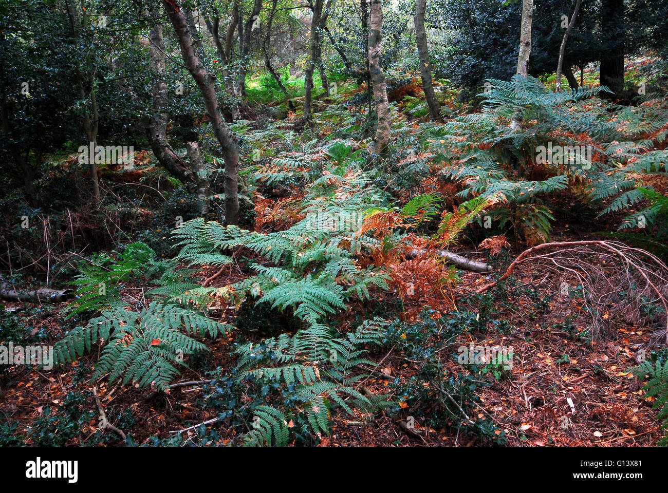 Sur le bois Arne réserve naturelle RSPB, Dorset, UK Banque D'Images