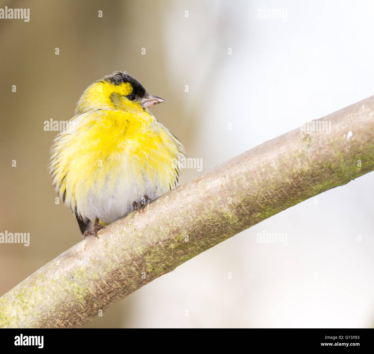 À tête noire mâle chardonneret jaune (Carduelis spinus) assis sur la branche d'un arbre Banque D'Images