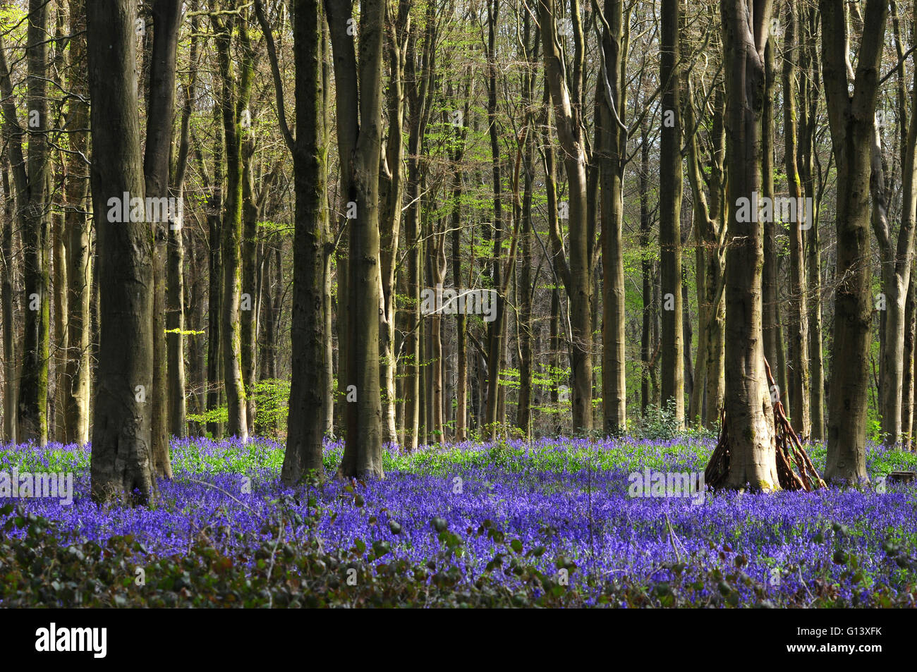 Un tapis de jacinthes dans un bois de hêtre UK Banque D'Images