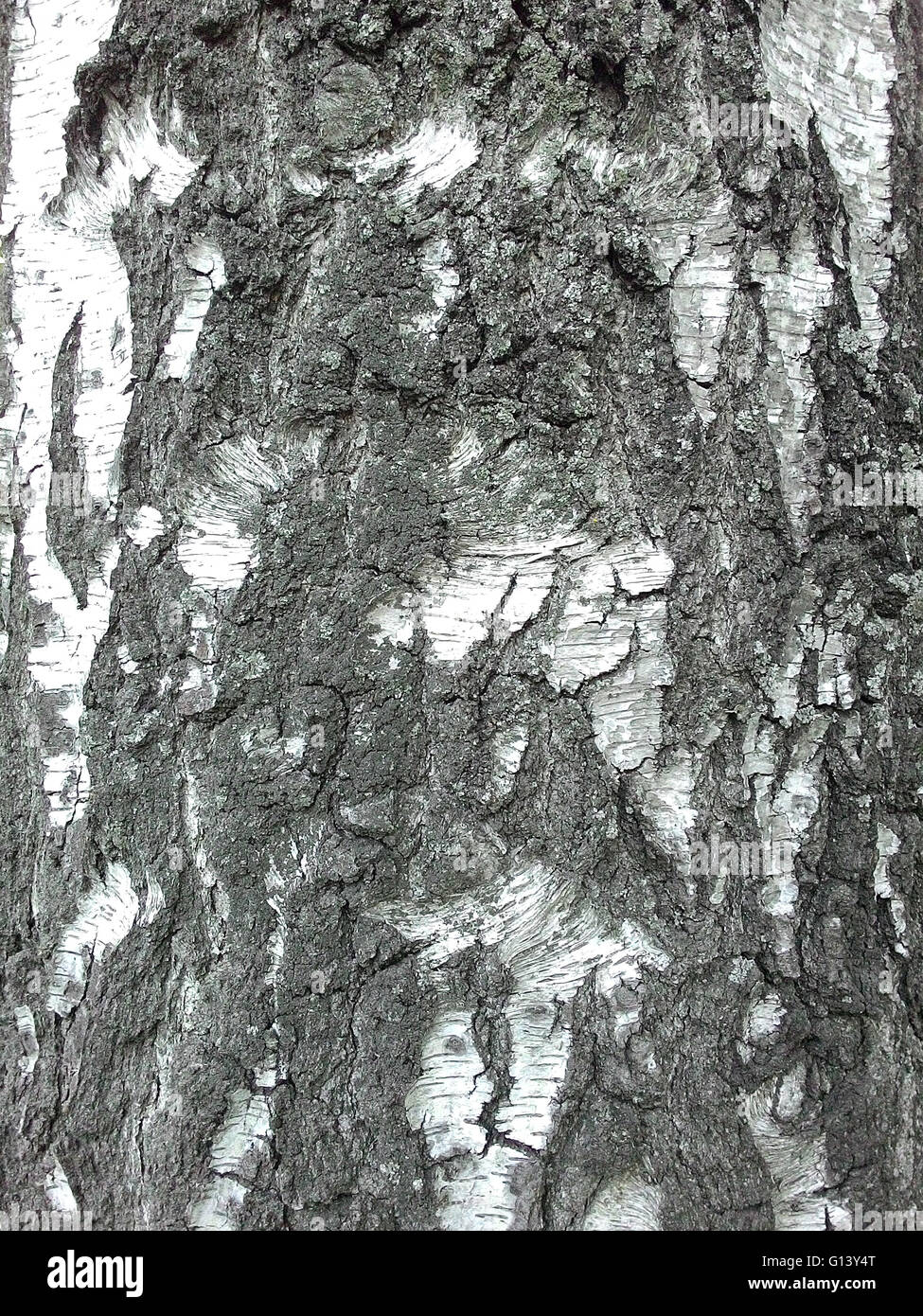 Bouleau texture - close-up de bouleau Banque D'Images