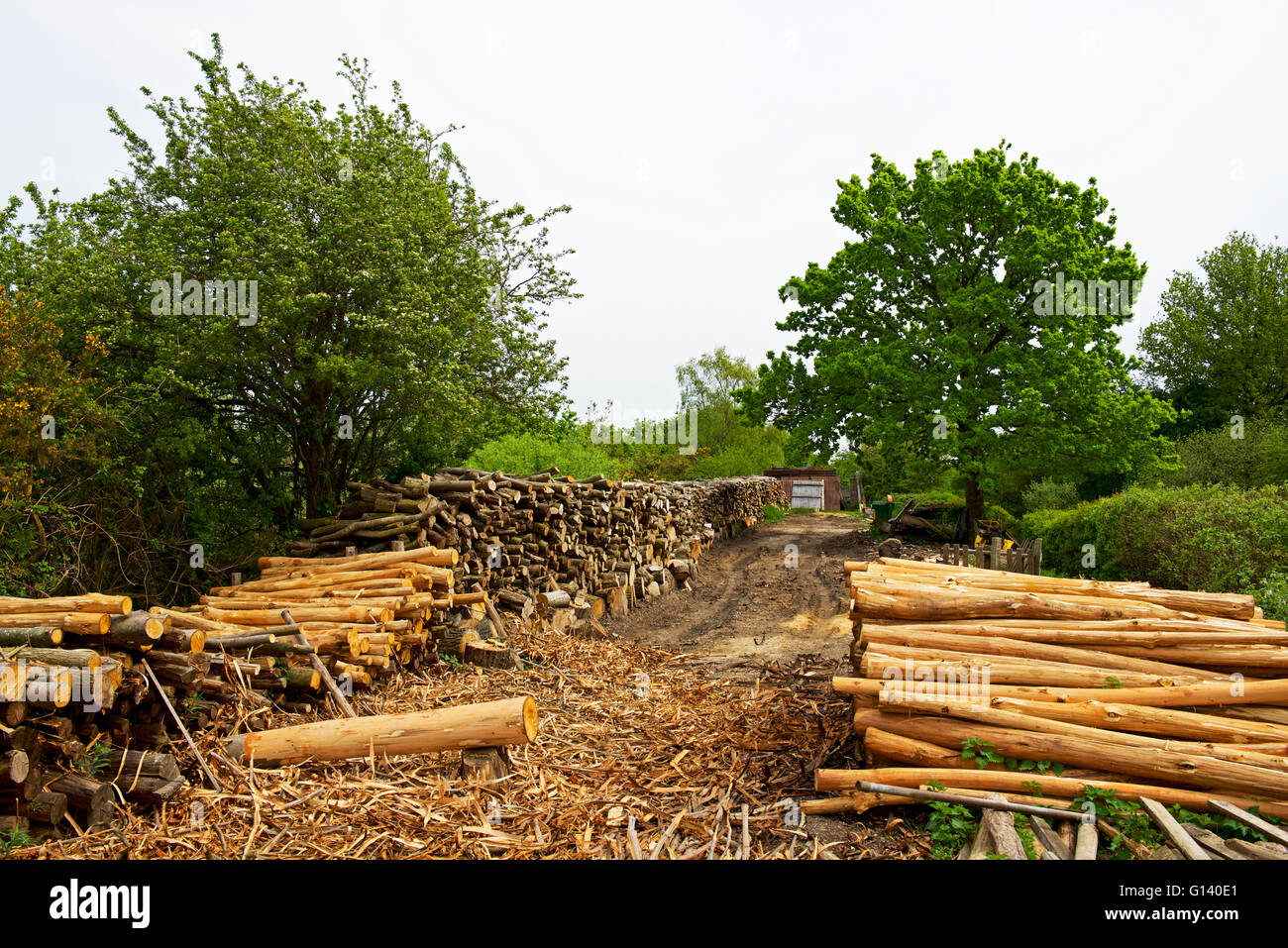 Woodyard à Fingringhoe Wick, une réserve naturelle de fiducie de la faune d'Essex près de Colchester, Essex, Angleterre, Royaume-Uni Banque D'Images