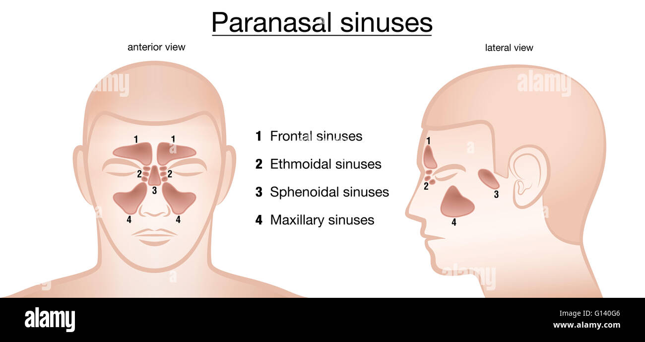 Les sinus paranasaux. , Frontal, maxillaire ethmoidal sphénoïdales et sinus. Vue latérale et antérieure. Banque D'Images