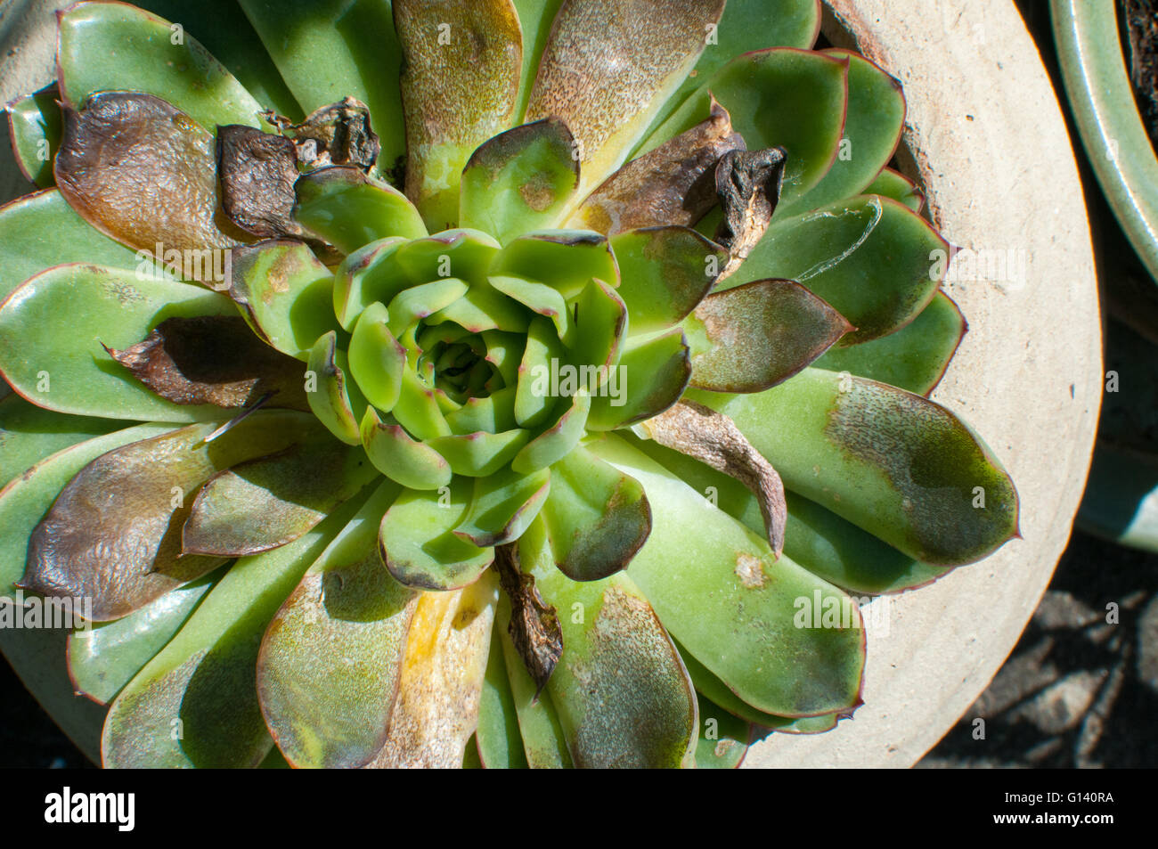 Close up of Bright green plante succulente feuilles, certaines avec decay Banque D'Images