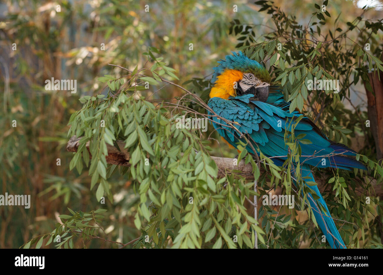Ara bleu et jaune Ara ararauna oiseaux perches dans un arbre avec ses plumes lumineuses au titre. Banque D'Images
