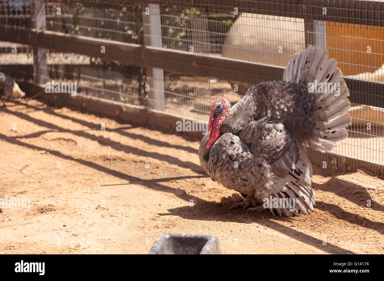 La Turquie Meleagris gallopavo oiseaux sur une ferme avec des poules. Banque D'Images
