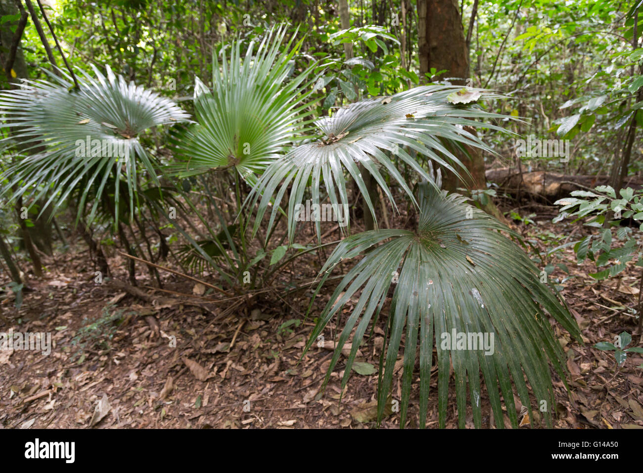 Sao Paulo, Brésil. 8 mai, 2016. Palmeira de Leque, Chinois fan palm palm ou la fontaine (Livistona chinensis), subtropicales palm est vu au cours de cette journée nuageuse dans Cantareira State Park (Portugais : Parc Estadual da Cantareira) à Sao Paulo, Brésil. Credit : Andre M. Chang/ARDUOPRESS/Alamy Live News Banque D'Images