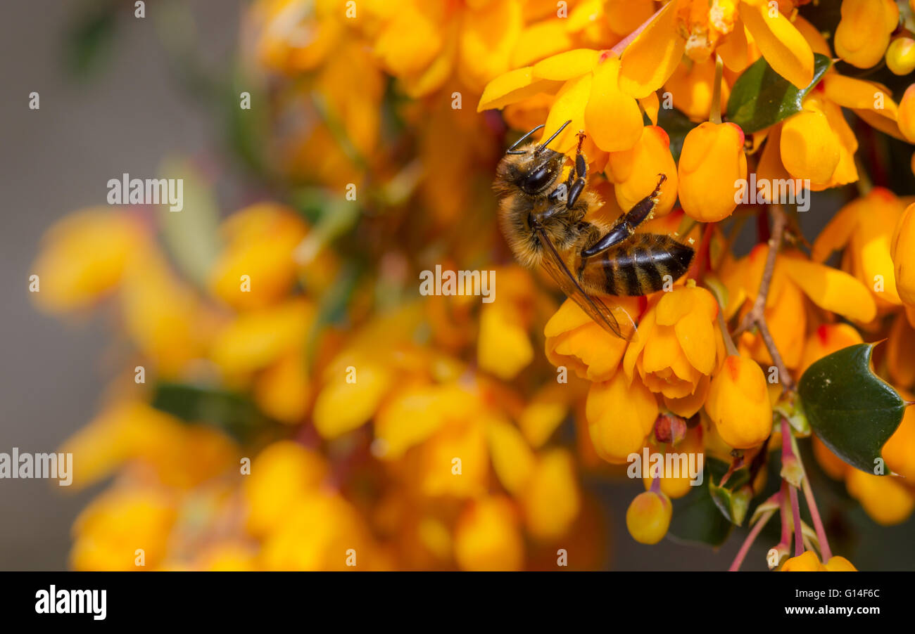 'Abeille à miel (Apis mellifera) le berberis en pleine floraison Banque D'Images 'Abeille à miel (Apis mellifera) le berberis en pleine floraison Banque D'Images