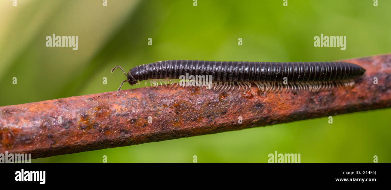 Serpent à pattes blanches (Tachypodoiulus niger Millipèdes) marcher le long d'un support de plantes jardin rouillée Banque D'Images
