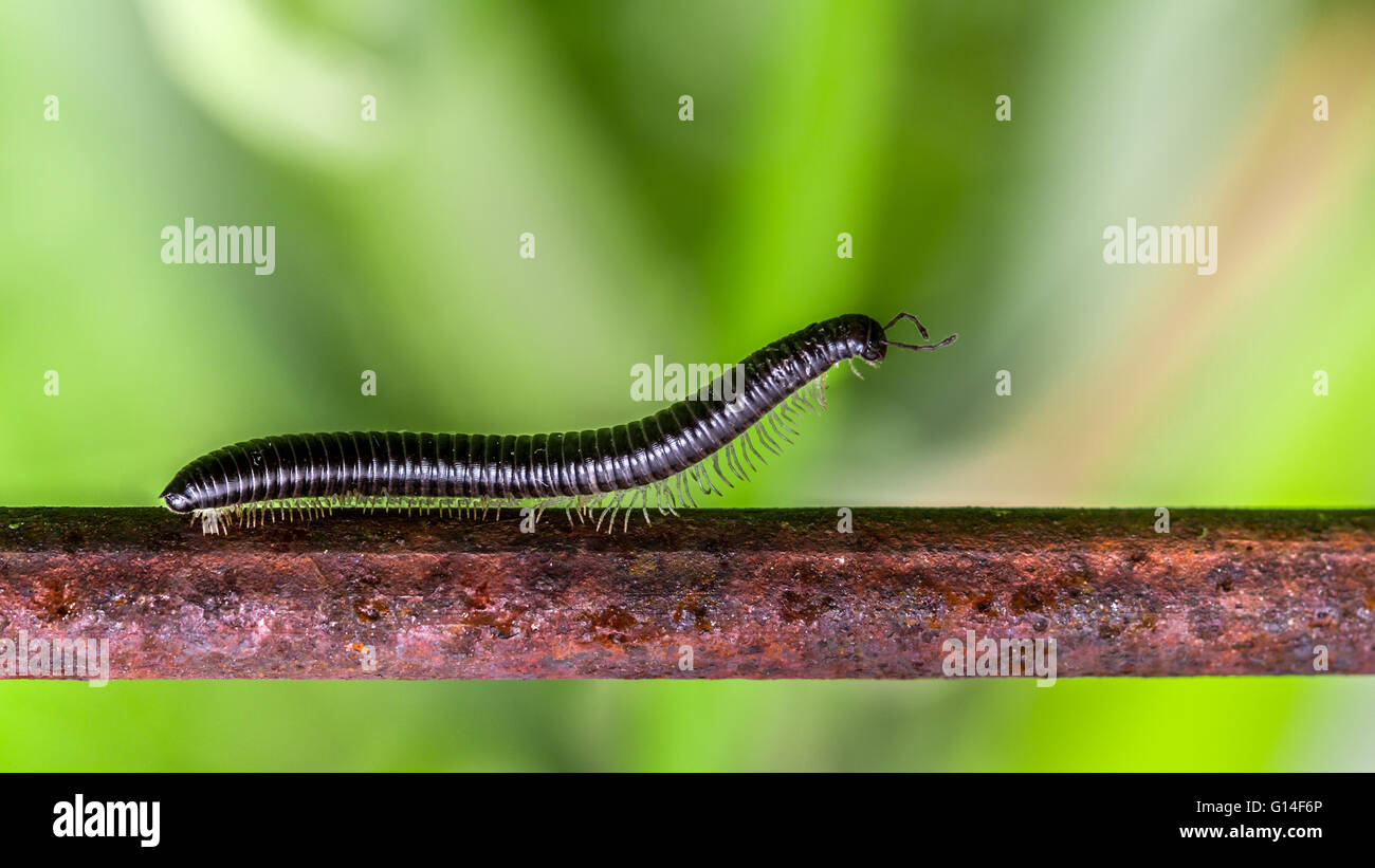 Serpent à pattes blanches (Tachypodoiulus niger Millipèdes) marcher le long d'un support de plantes jardin rouillée Banque D'Images