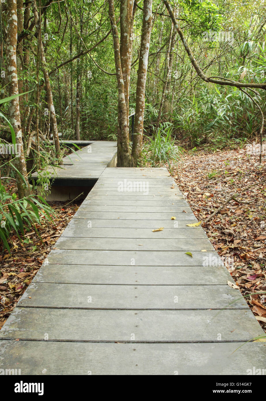 Trottoir de bois en forêt, parc national Khao Yai, Thaïlande Banque D'Images