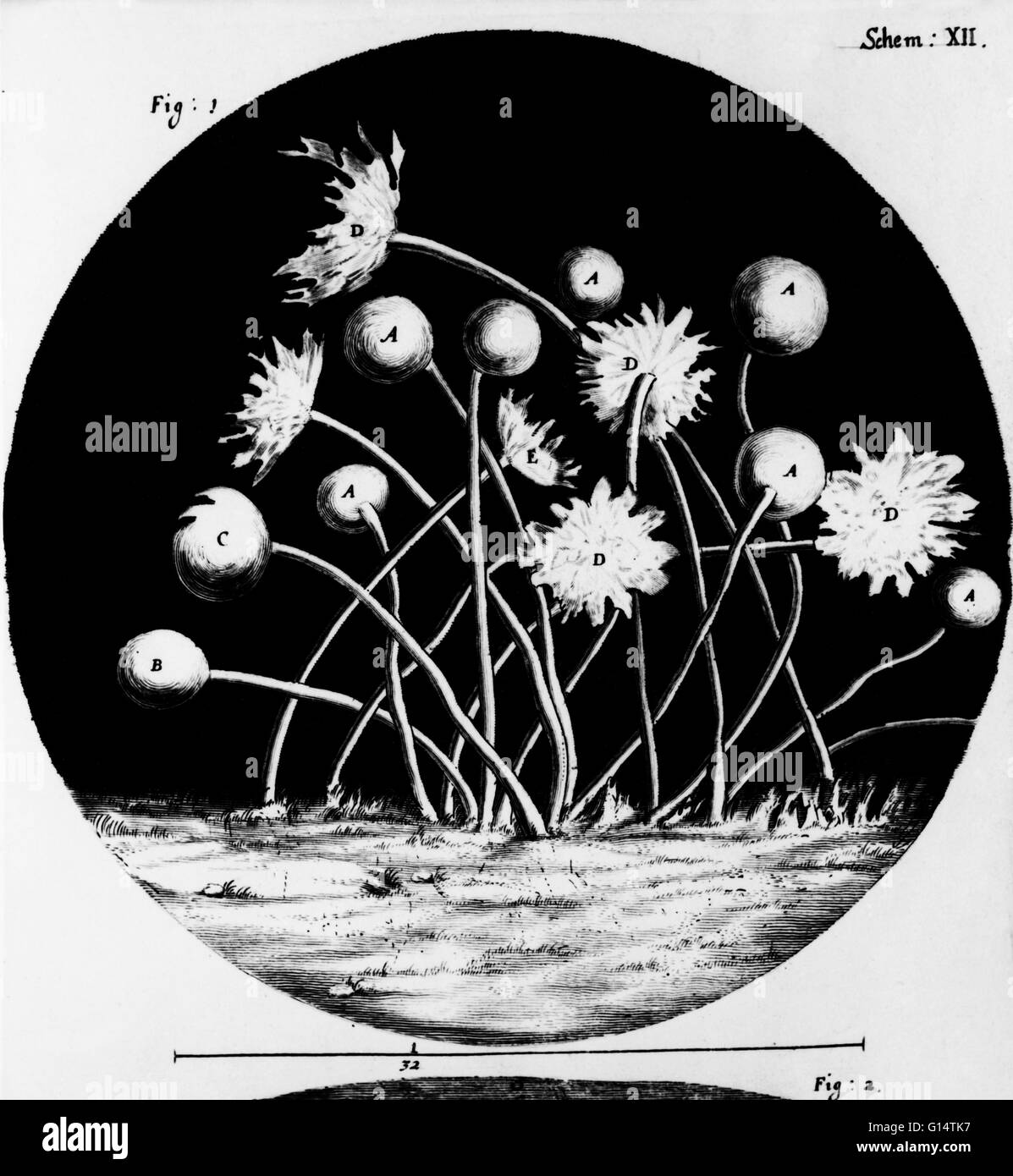 Planche 12 de Robert Hooke a un icrographia», champignon à partir de feuilles de rose. Hooke était chimiste, physicien et architecte. Matériellement, il a inventé le microscope composé, le quadrant et un baromètre. Il a également publié le premier livre de biologique et chemi Banque D'Images