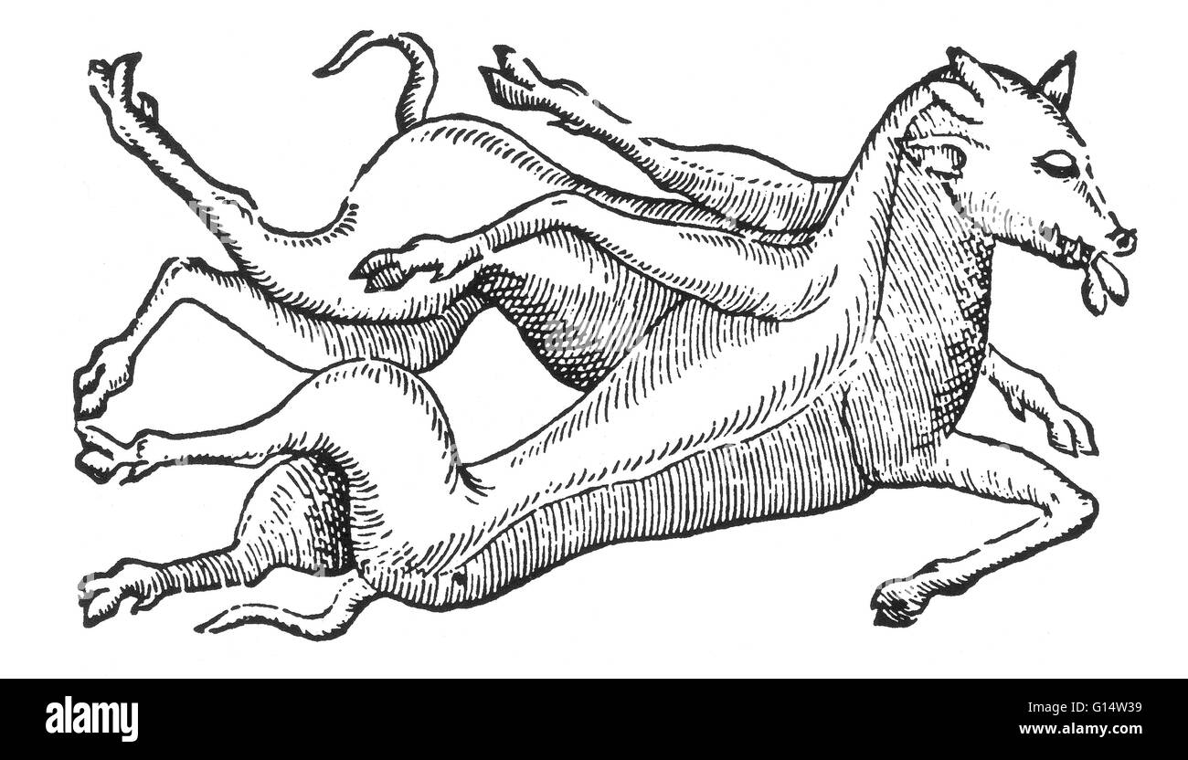 Gravure sur bois d'un 'monstrueux paquets cochon, né à Metz en Lorraine' de des monstres et prodiges d'Ambroise Paré, 1573. Jumeaux siamois sont de vrais jumeaux nés avec leur corps s'est joint à un moment et d'avoir plus ou moins de résidus de duplication, un résultat d'e Banque D'Images