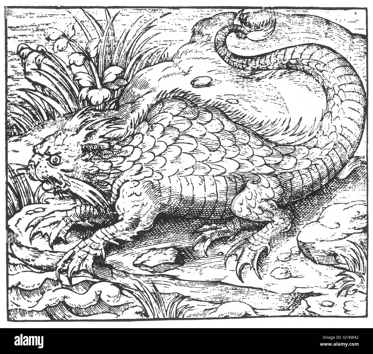 Gravure sur bois d'un poisson nommé 'Orobon' de des monstres et prodiges d'Ambroise Paré, 1573. Des monstres est rempli avec des comptes du sea devils, truies, marine et d'animaux monstrueux avec des visages humains. Fort de son examen de la reproduction d'un Banque D'Images