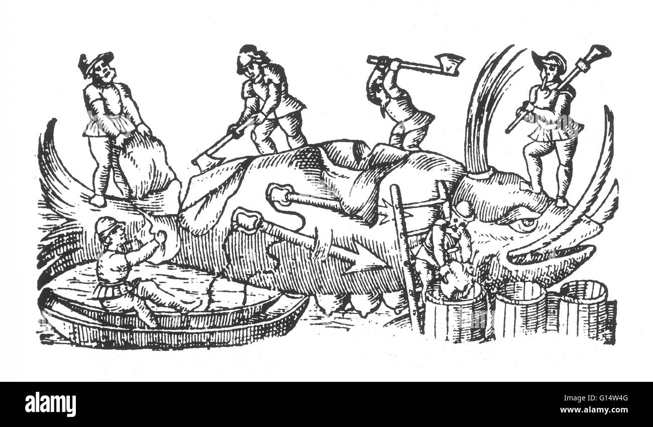 Gravure sur bois d'un "whale' de des monstres et prodiges d'Ambroise Paré, 1573. Des monstres est rempli avec des comptes du sea devils, truies, marine et d'animaux monstrueux avec des visages humains. Fort de son analyse de la reproduction et illustrat Banque D'Images