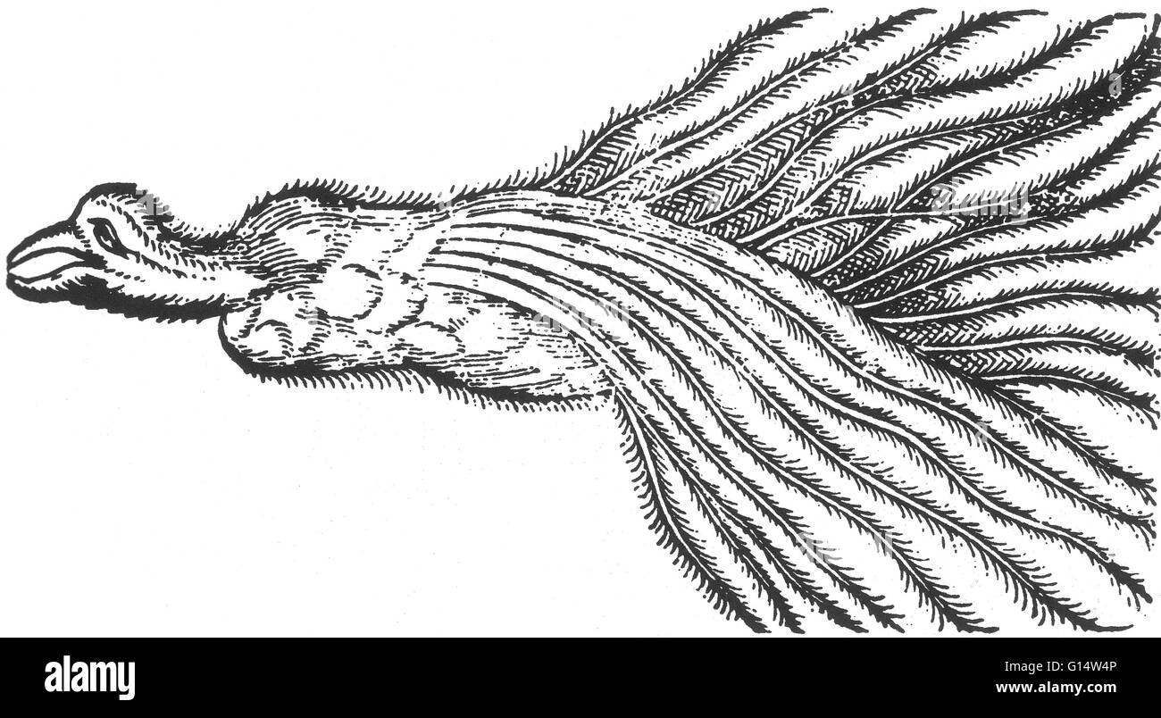 Gravure sur bois de 'l'oiseau de paradis' de des monstres et prodiges d'Ambroise Paré, 1573. Des monstres est rempli avec des comptes du sea devils, truies, marine et d'animaux monstrueux avec des visages humains. Fort de son examen de la reproduction Banque D'Images