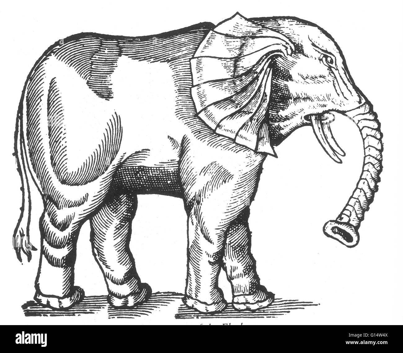 Gravure sur bois d'un "Elephant" de Des Monstres et prodiges d'Ambroise Paré, 1573. Des monstres est rempli avec des comptes du sea devils, truies, marine et d'animaux monstrueux avec des visages humains. Fort de son analyse de la reproduction et illus Banque D'Images