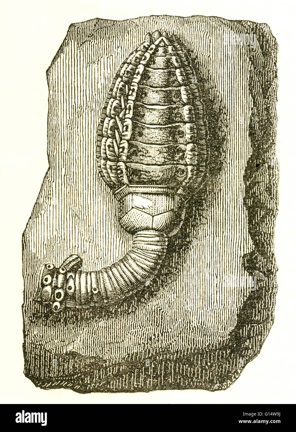 Crinoïde fossile (Cupressocrinus crassus) à partir de la période dévonienne. Illustration de Louis Figuier a le monde avant le déluge, 1867 American edition. Banque D'Images