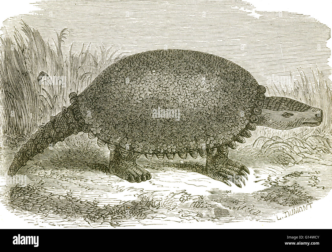 Un glyptodont Schistopleuron typus, à partir de l'âge de glace d'Amérique du Sud. Glyptodontes sont liés aux tatous des temps modernes. Illustration de Louis Figuier a le monde avant le déluge, 1867 American edition. Banque D'Images