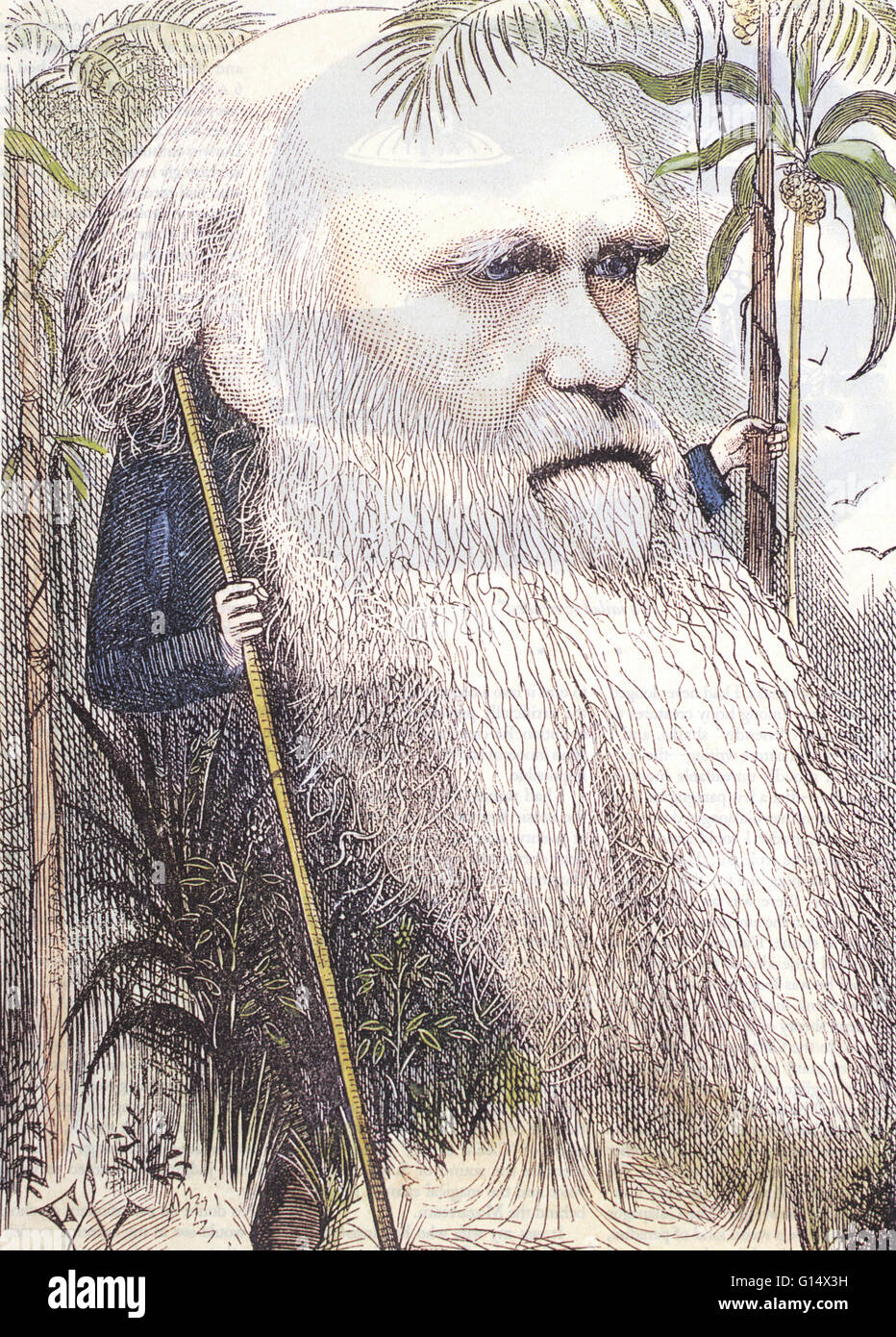 Caricature de Charles Darwin. Charles Robert Darwin (1809-1882) était un naturaliste anglais. Il a établi que toutes les espèces de vie sont descendus dans le temps d'origine commune, et a proposé la théorie scientifique que cette ramification de l'évolution r Banque D'Images