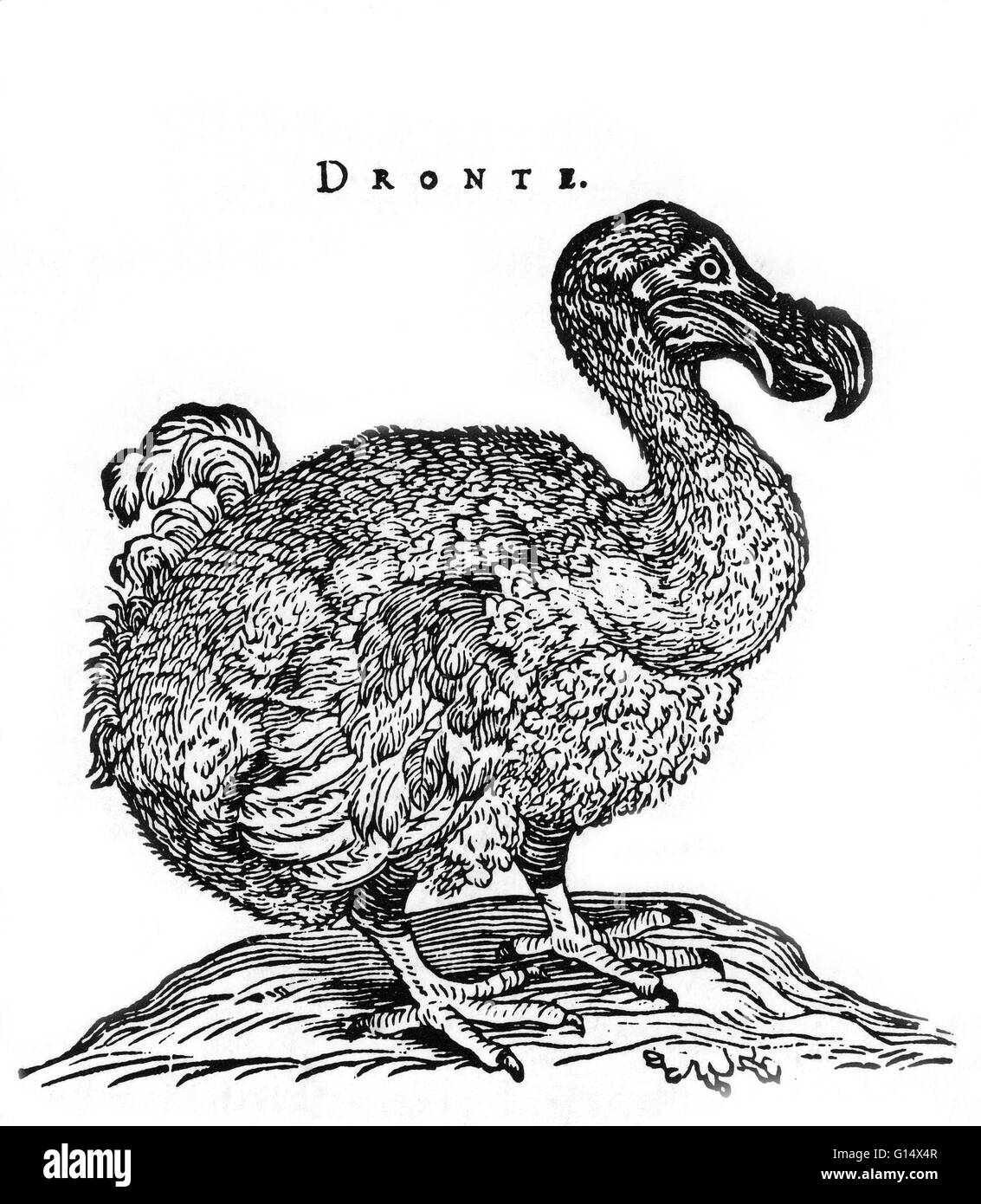 Le Dodo est une espèce d'oiseau. Son apparence extérieure est attestée que par des peintures et des rapports écrits du 17ème siècle. Parce qu'elles varient considérablement, et que seuls quelques croquis sont connus pour avoir été à partir de spécimens vivants, je Banque D'Images