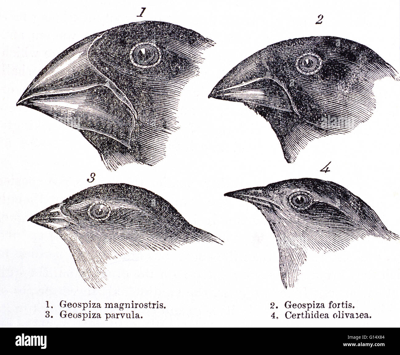 Les pinsons des Galapagos. Œuvres historiques des chefs de pinsons des Galapagos, faite par Charles Darwin dans son livre "Le Voyage d'un naturaliste", Londres, 1889. Ces études ont aidé sa théorie de l'évolution. Darwin a tiré la conclusion qu'ils sont tous venus à partir d'un anc Banque D'Images