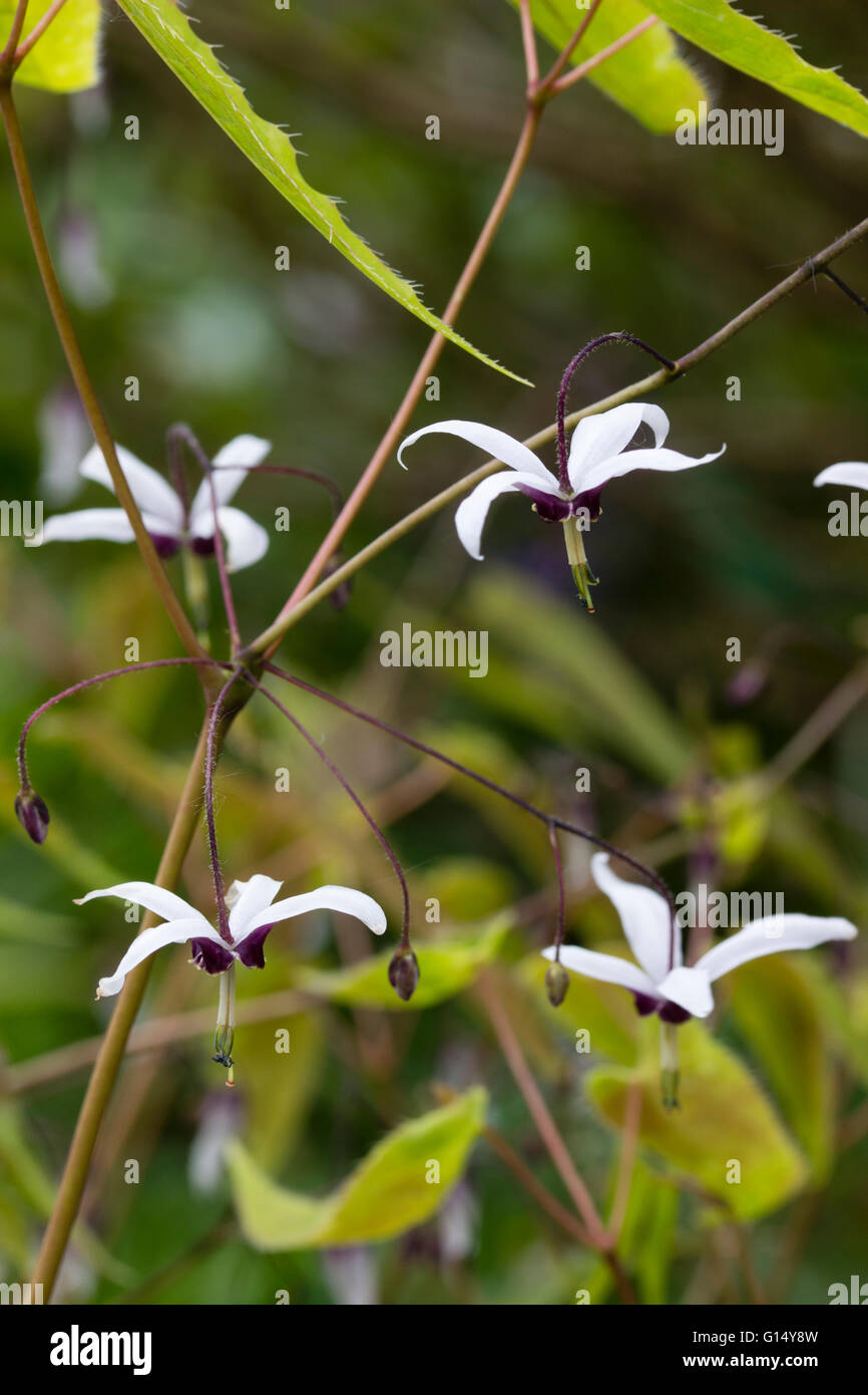 Fleurs suspendues délicate d'un sepalled blanc forme d'Epimedium fargesii, une espèce chinoise Banque D'Images
