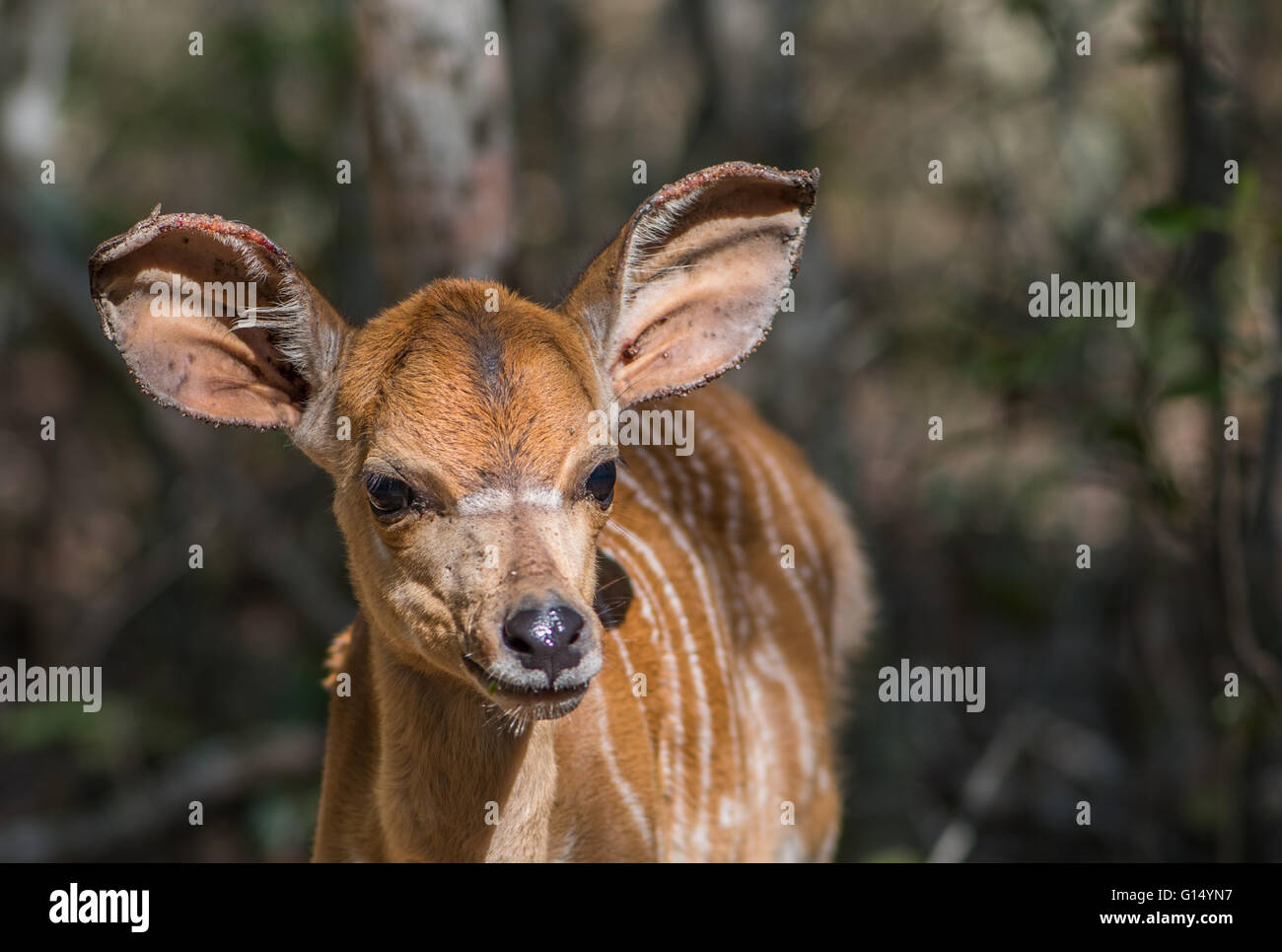 Portrait d'une jeune nyala Banque D'Images