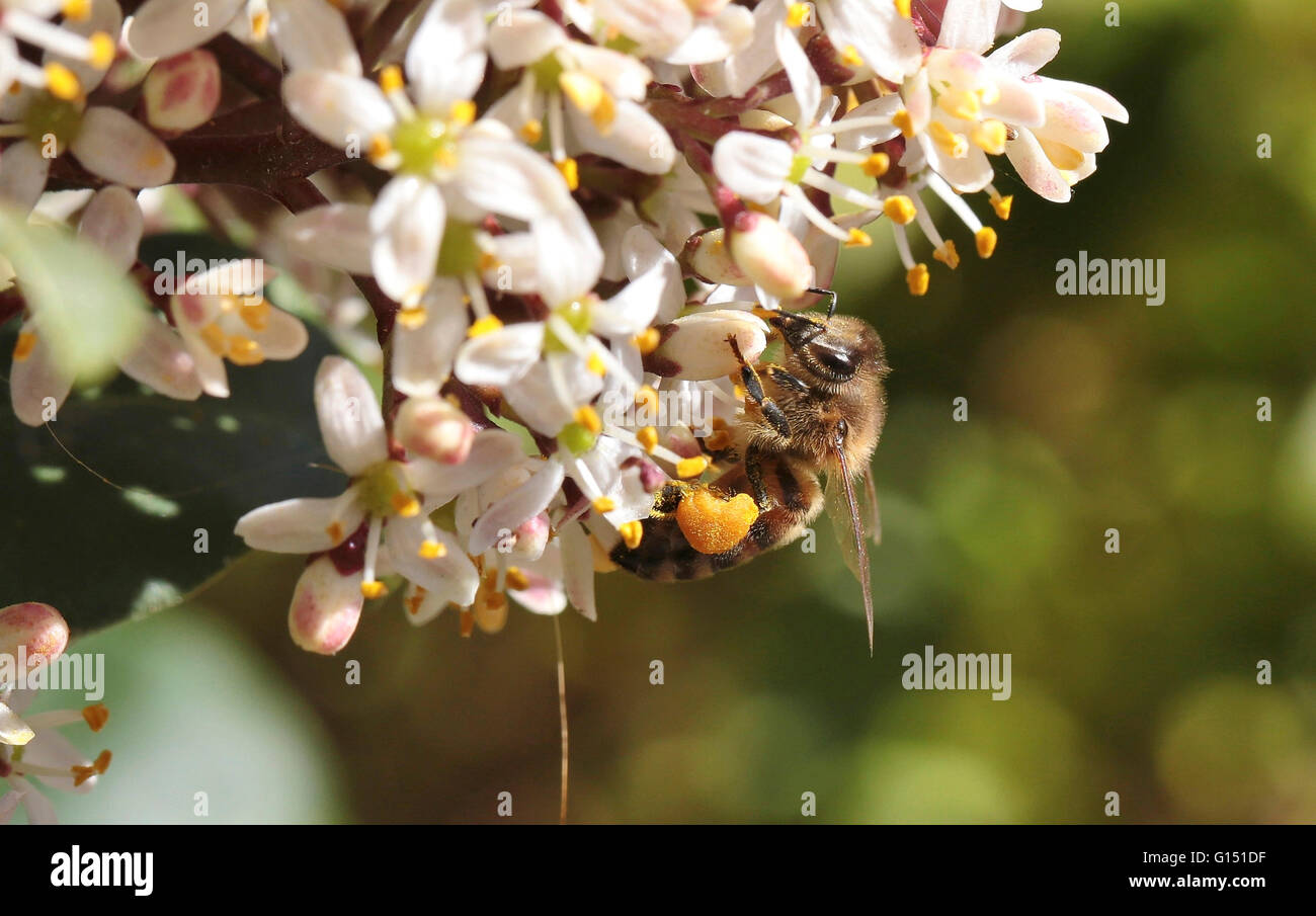 Une abeille sur une fleur la collecte du pollen Banque D'Images
