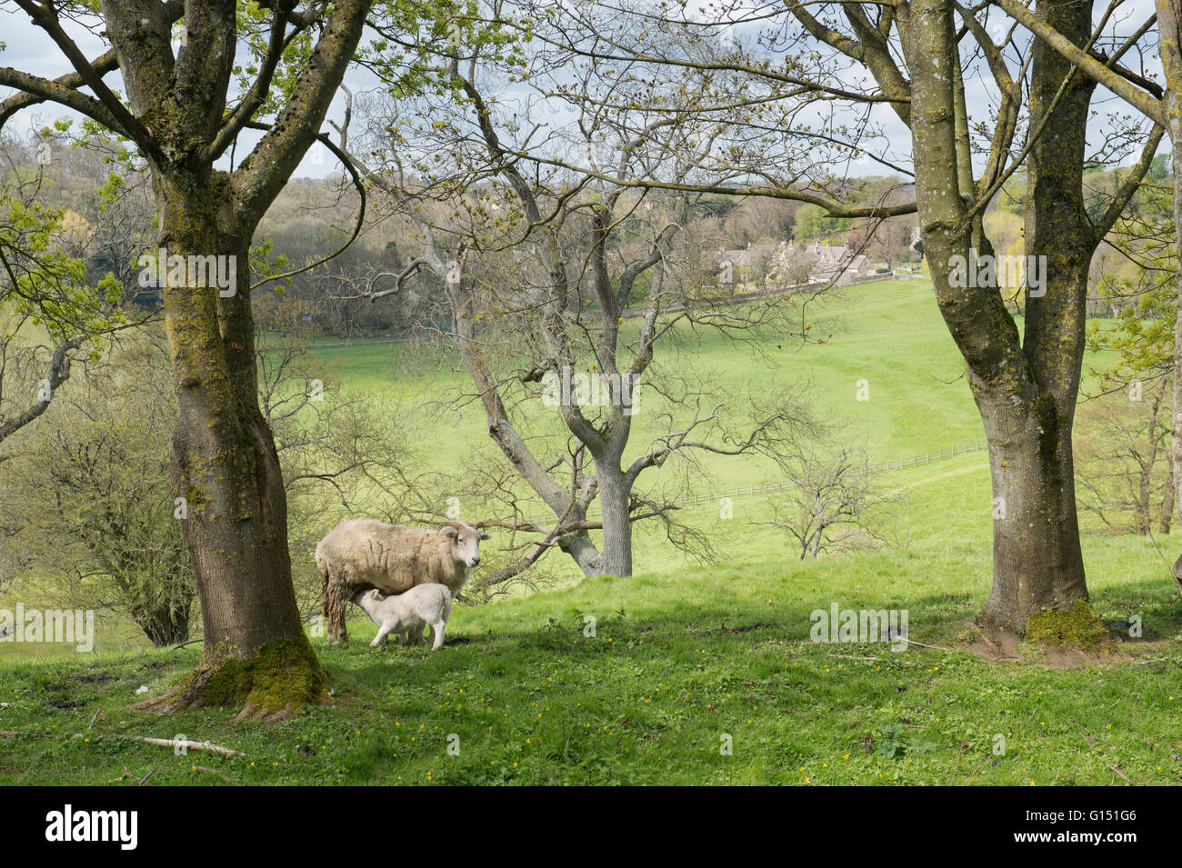 Brebis et agneau dans un champ avec vue sur le village de Cotswold Bibury. Le Gloucestershire, Angleterre Banque D'Images