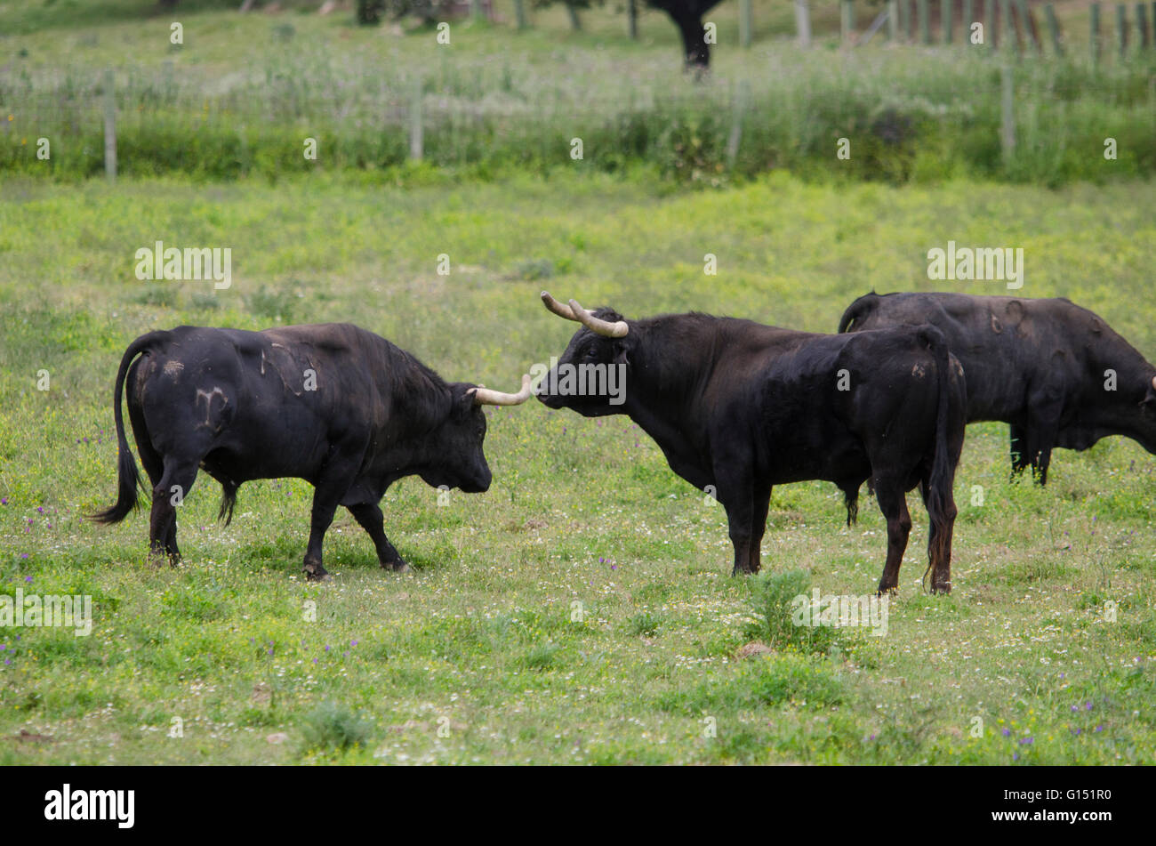 Taureaux de combat espagnol dans le champ, Cáceres, Extremadura, Espagne Banque D'Images