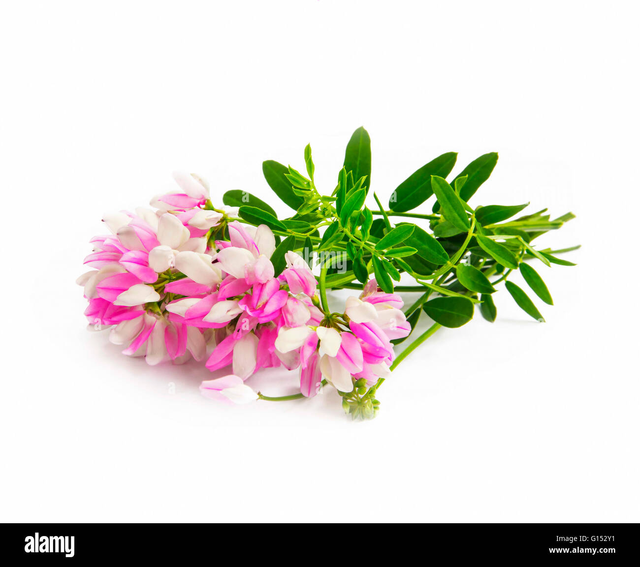 Fleurs sauvages roses avec feuilles isolées vert Banque D'Images